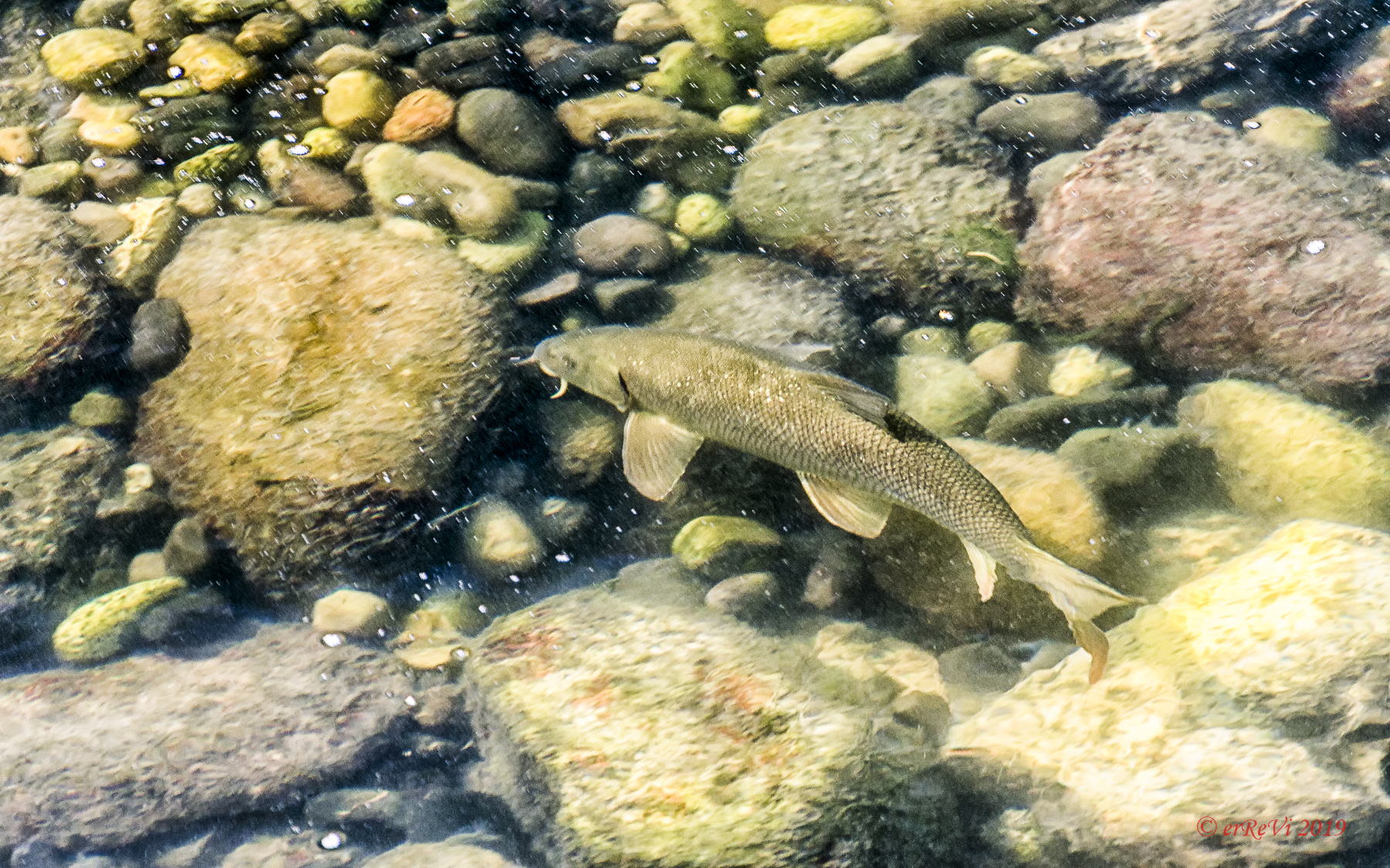 Fish watching (Barbo)