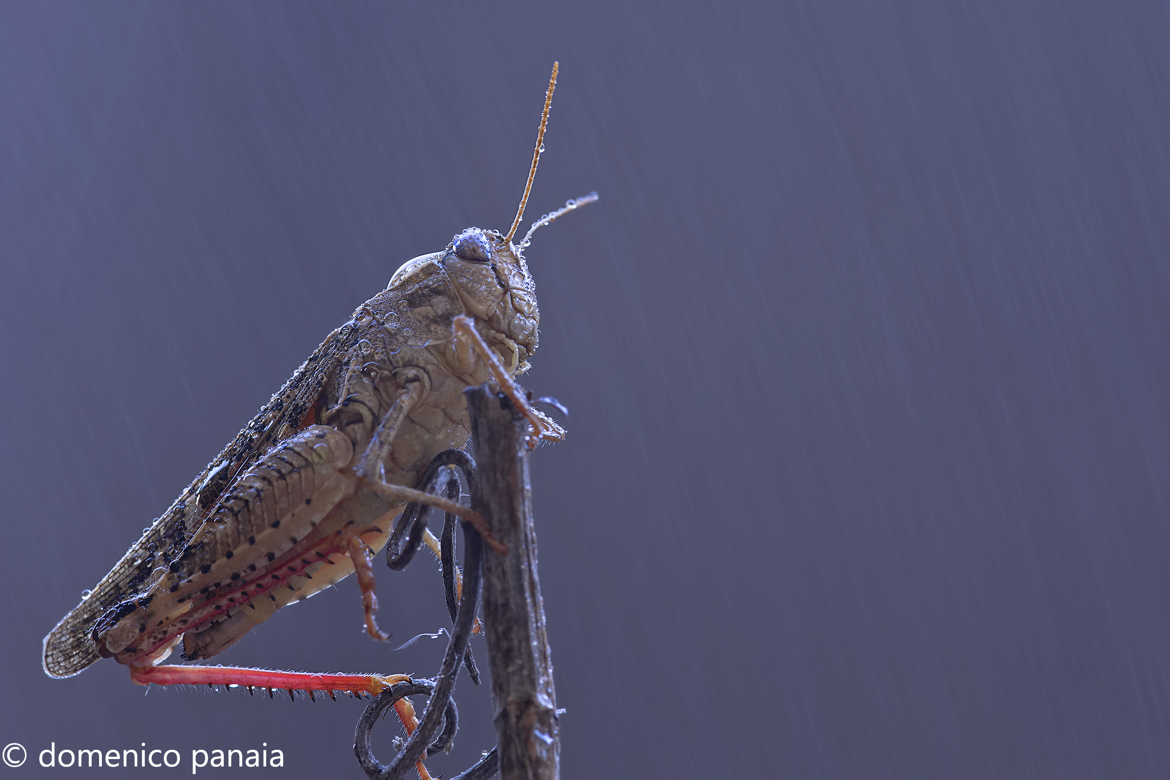 piove guarda come piove