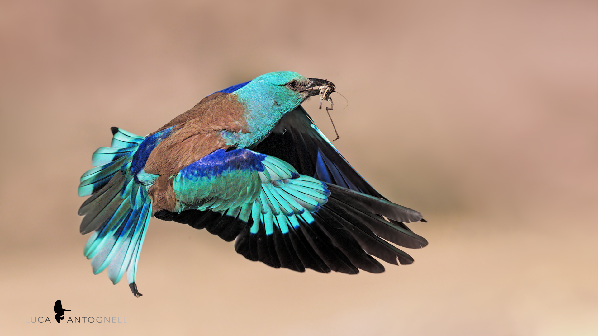 Ghiancaia Marina torna verso il nido con preda.