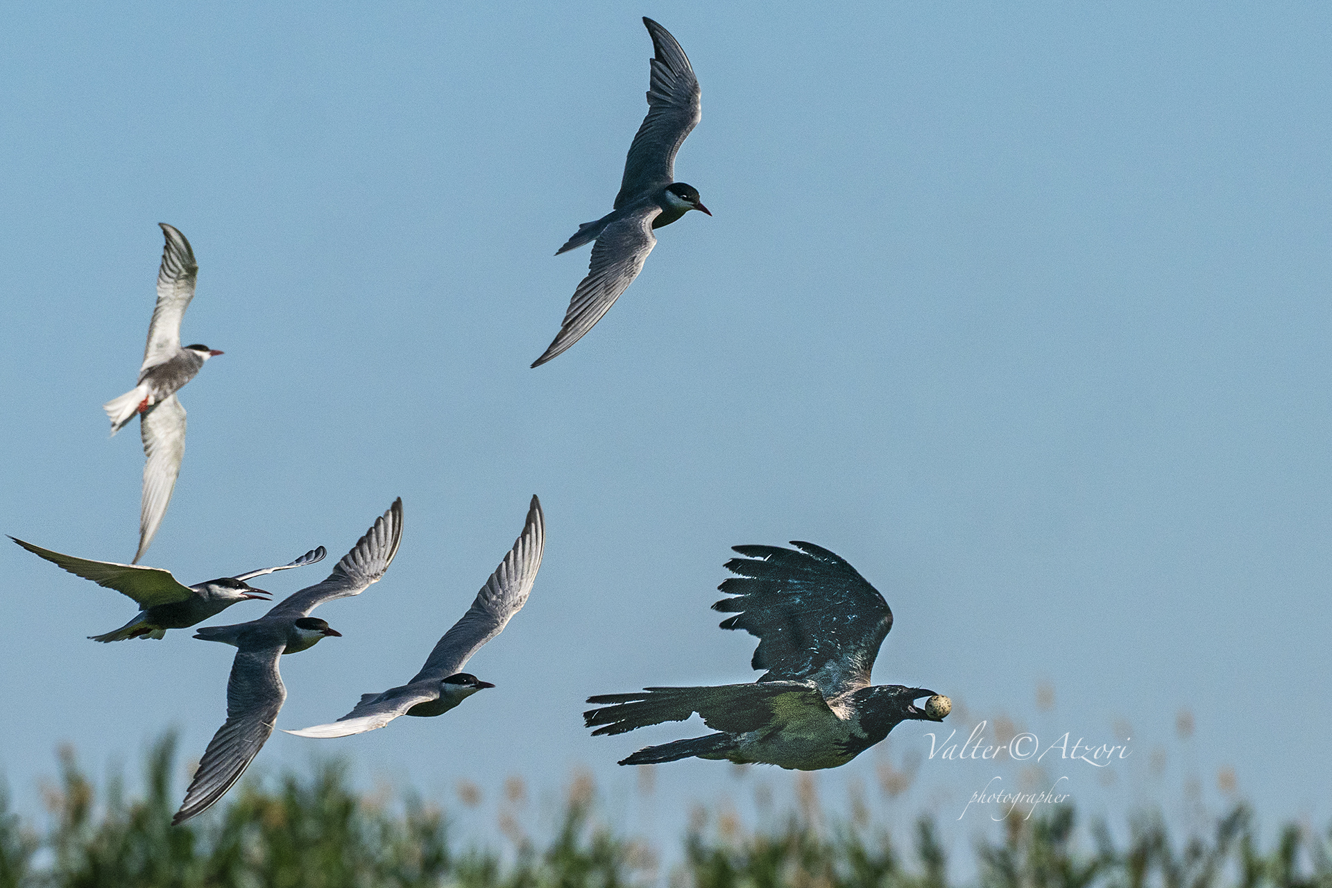 Cornacchia con uovo di Svasso nel becco