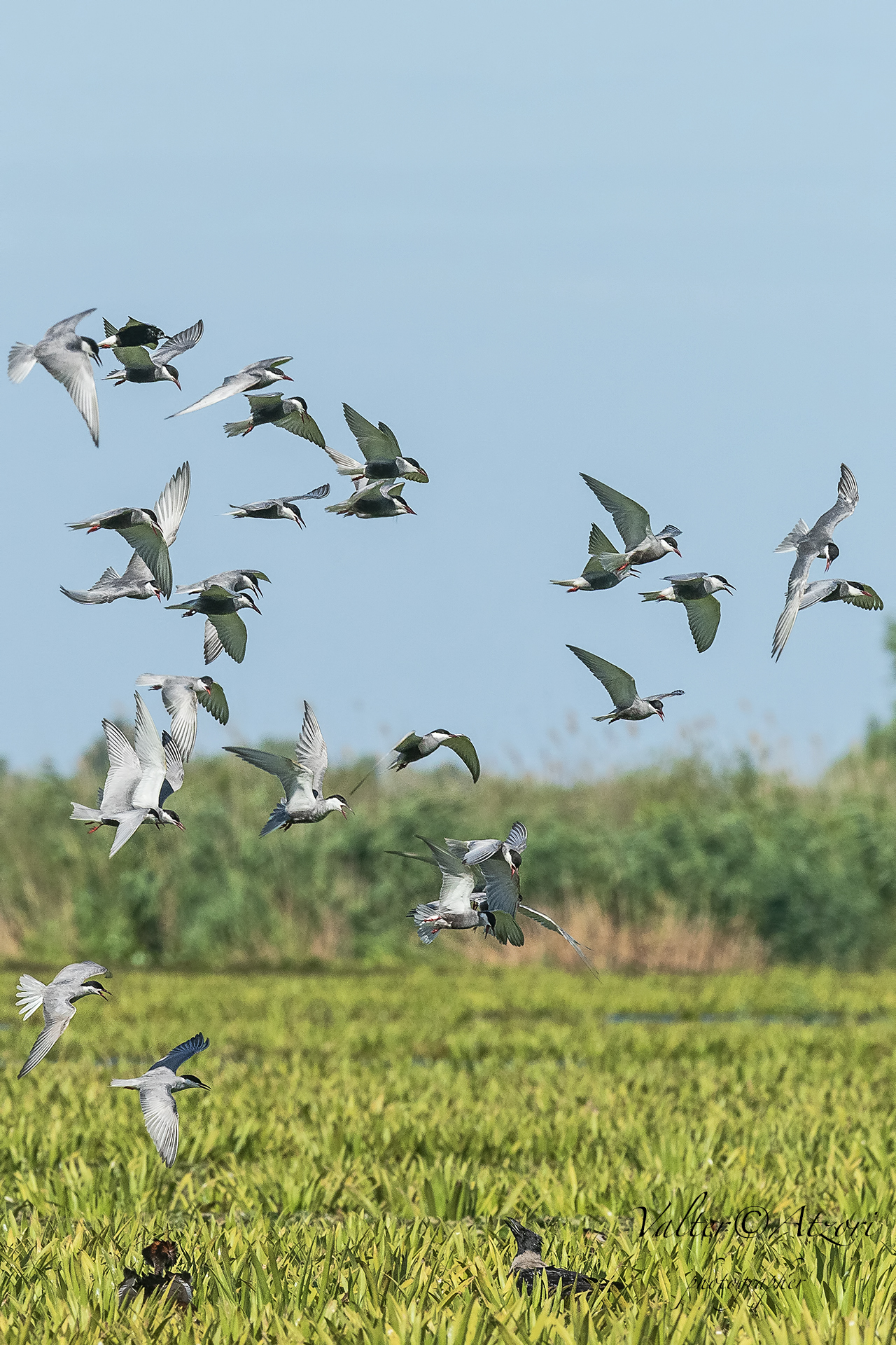 I mignattini assalgono la cornacchia