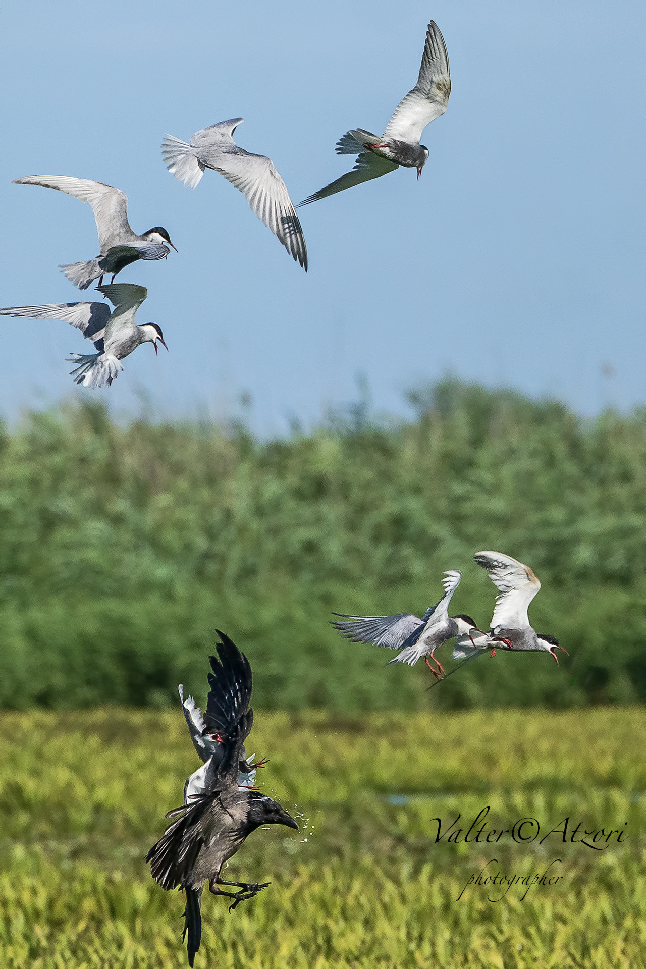 I mignattini defecano sulla cornacchia