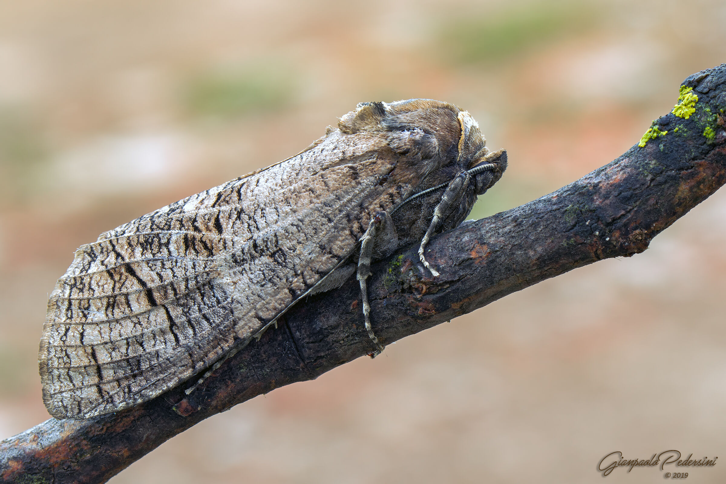 Cossus cossus (Rodilegno rosso)