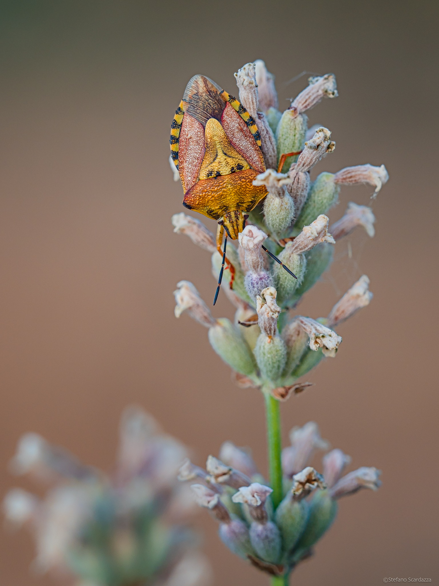 Carpocoris mediterraneus mediterraneus....