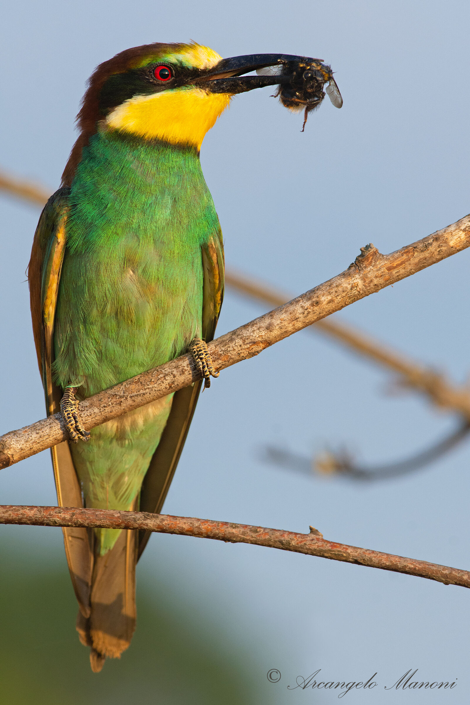 La cattura per la prole