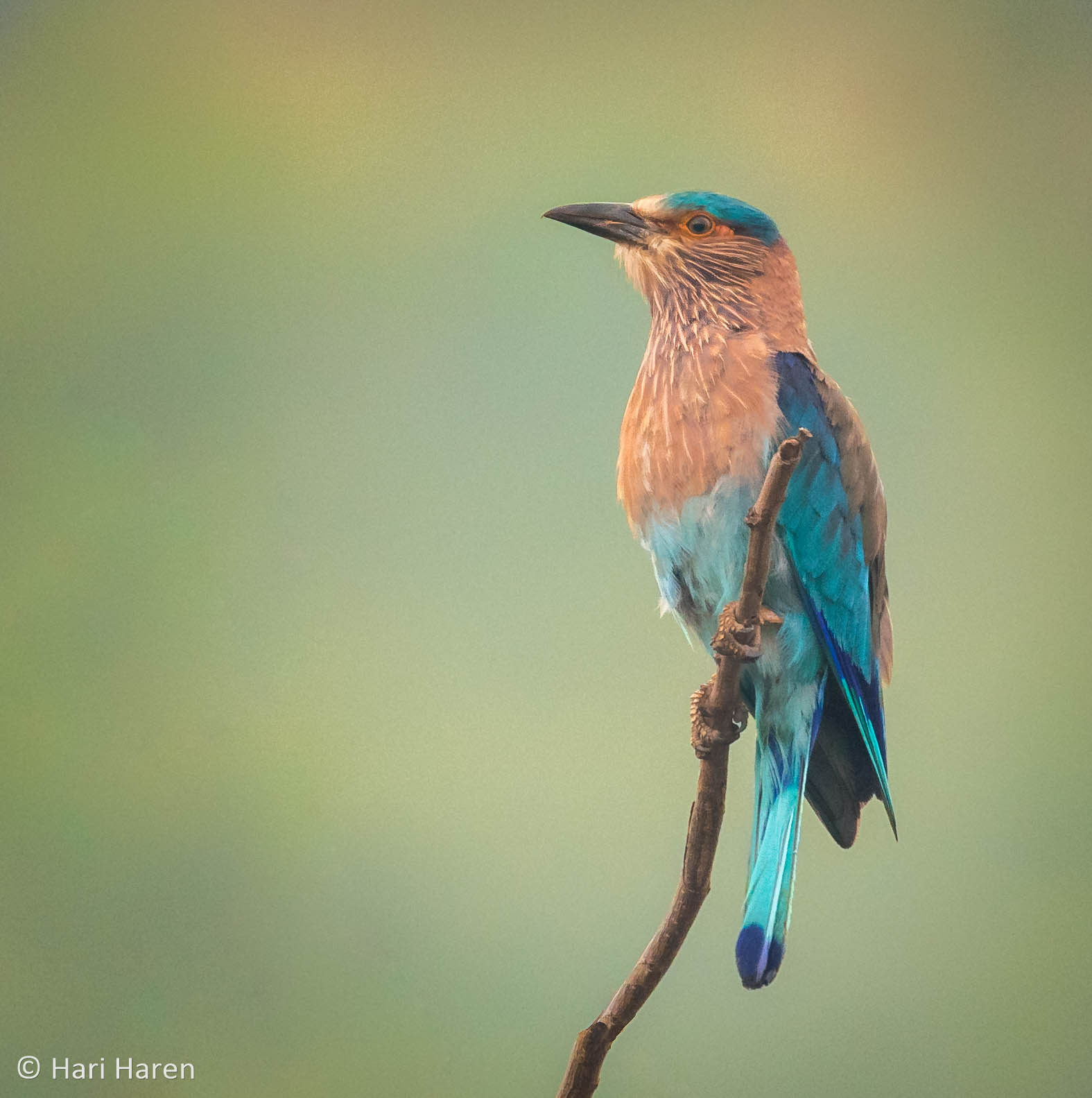 Indian Roller