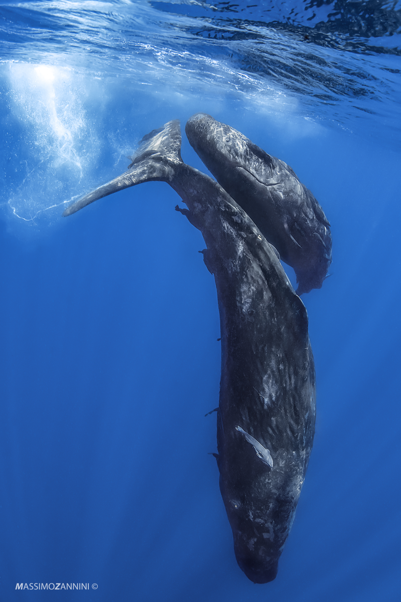 Sperm whales