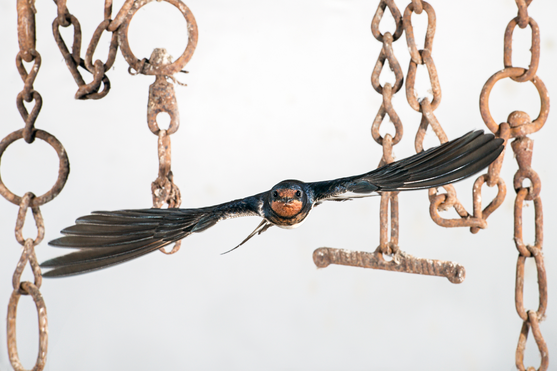 Rondine in highlight