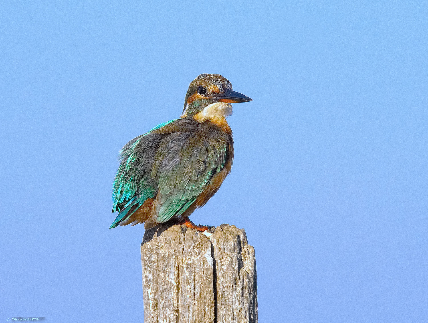 Martin pescatore (Alcedo atthis)