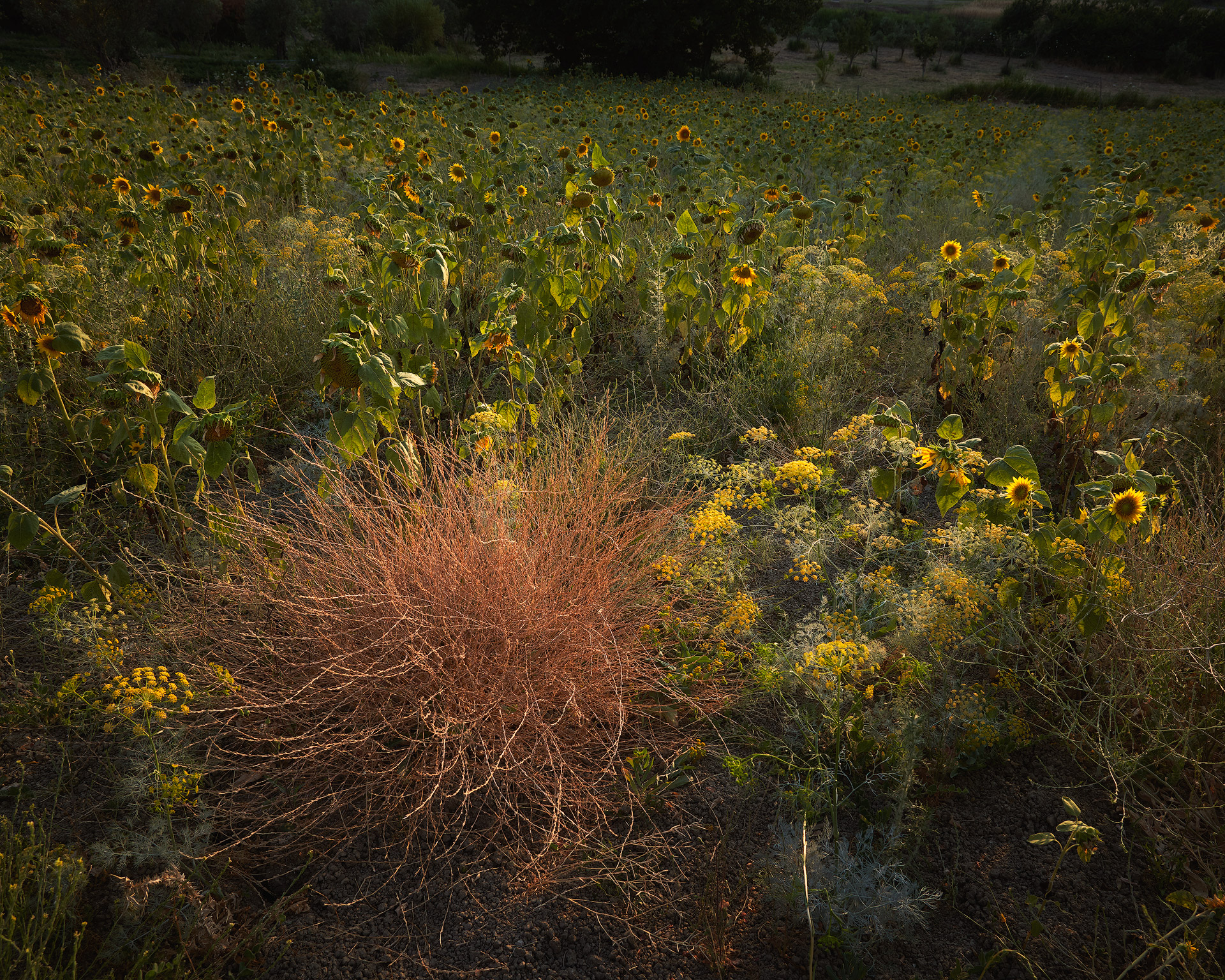 With Love, With Love