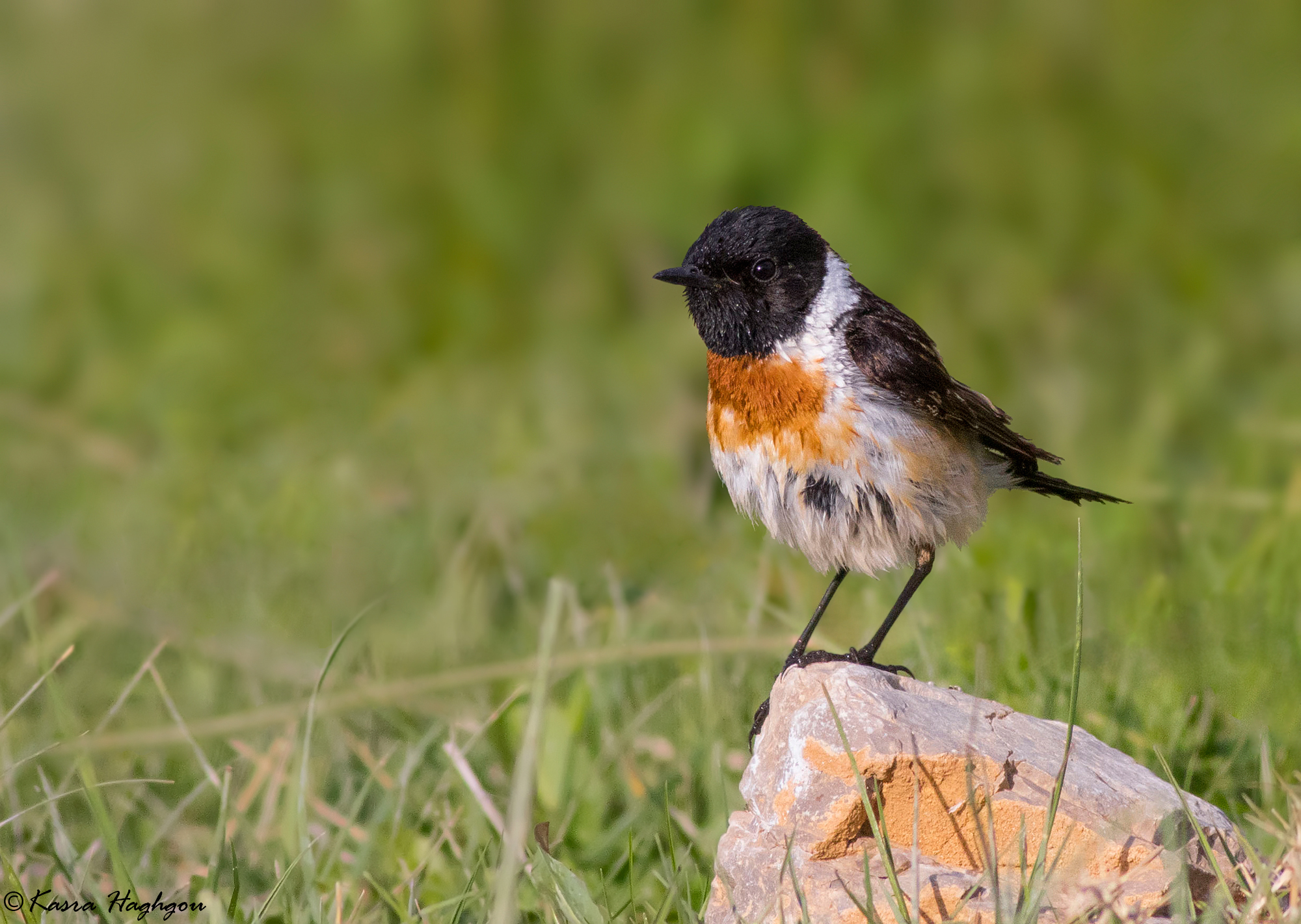 Siberian stonechat
