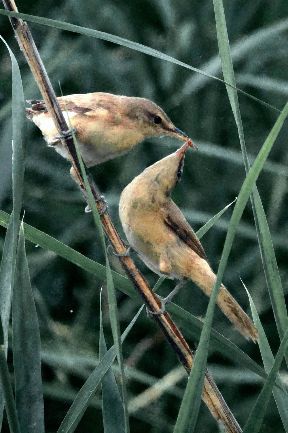 cannaiole: offerta amorosa