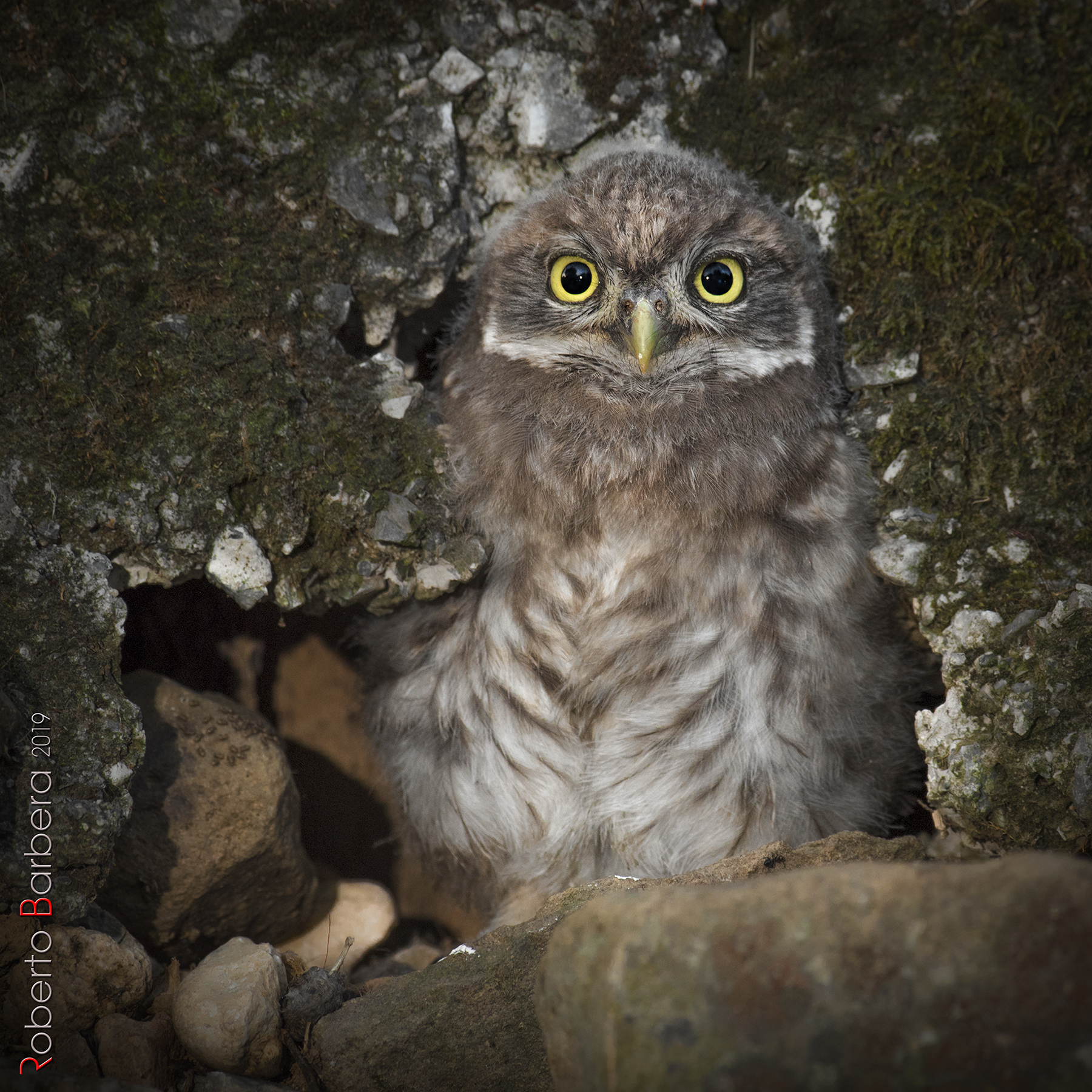 Young Owl on the "exit" of the house