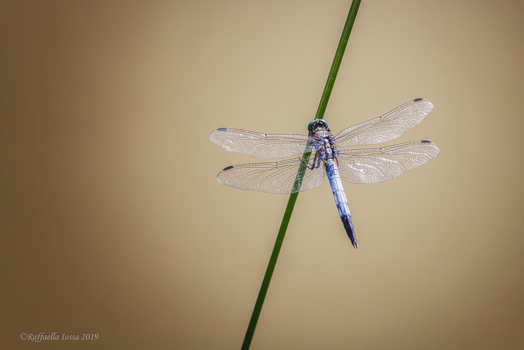 Orthetrum albistylum maschio