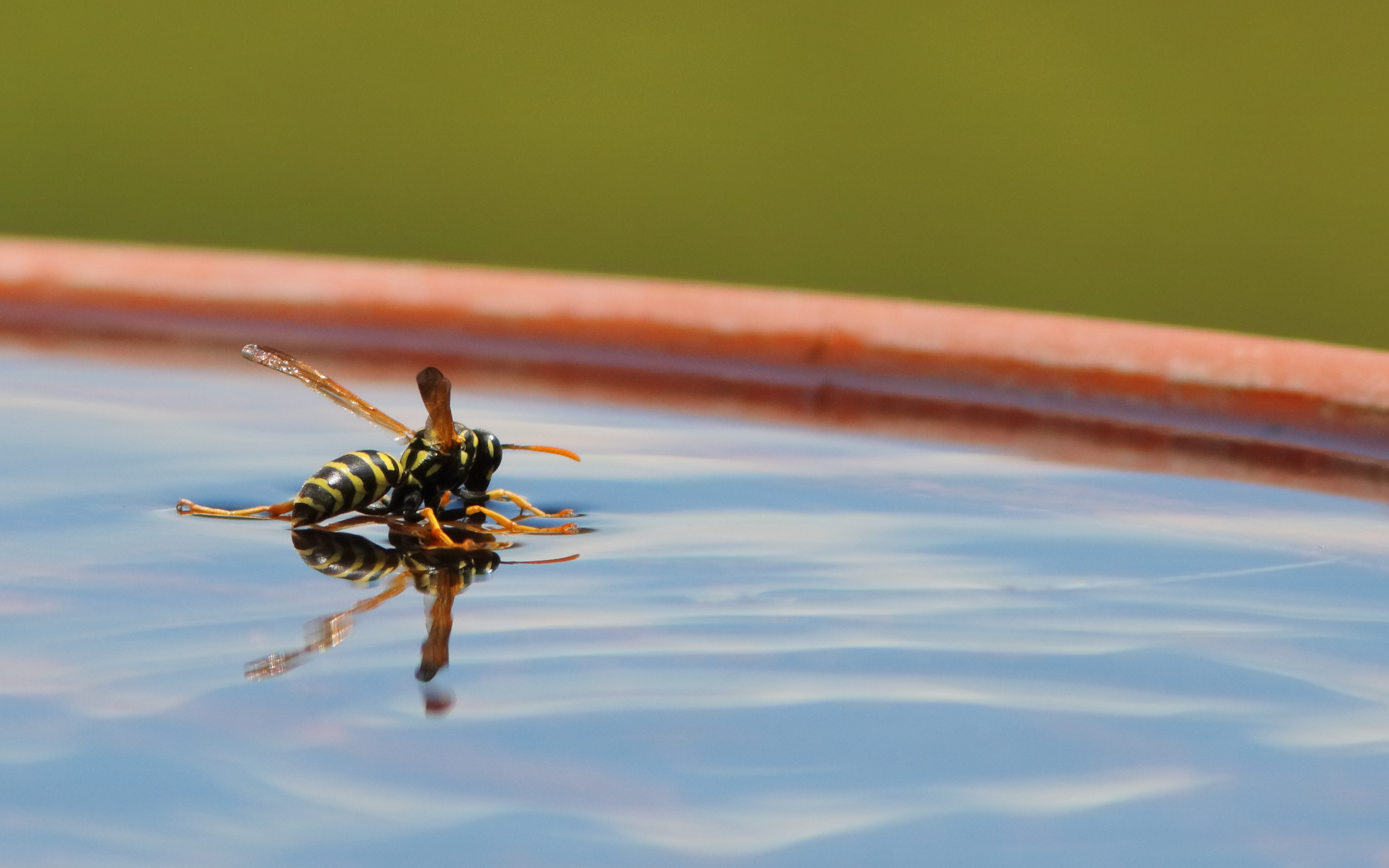 Pattinaggio sull'acqua