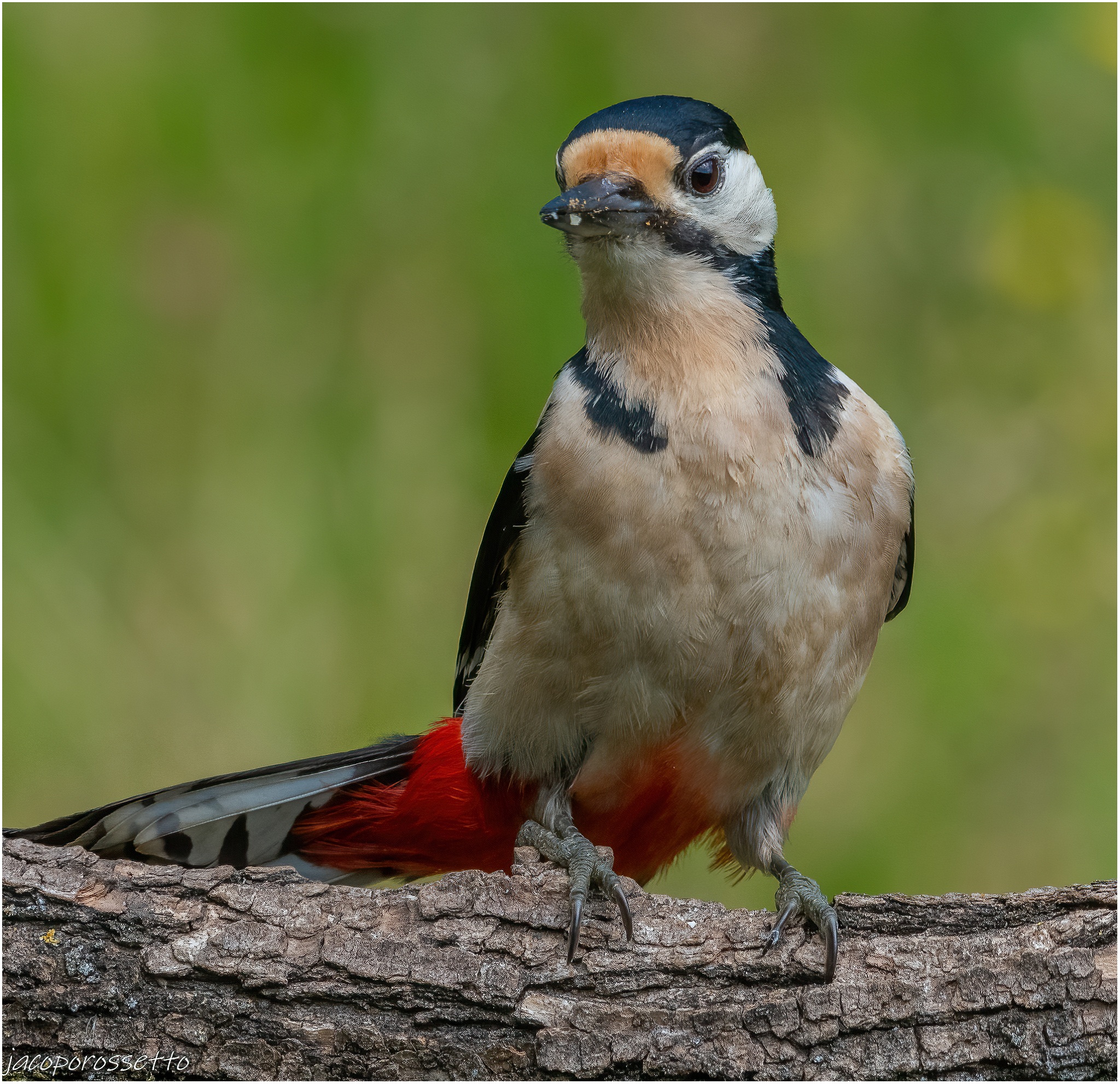 Picchio rosso maggiore