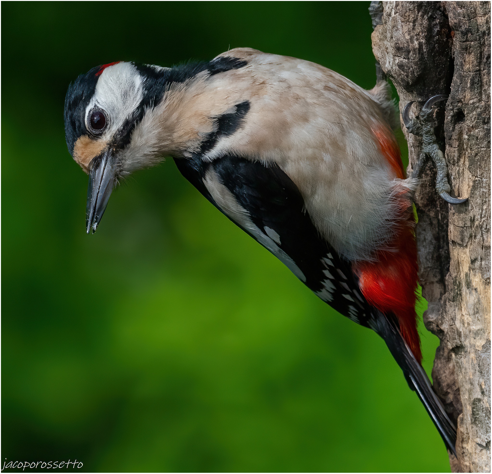 Picchio rosso maggiore