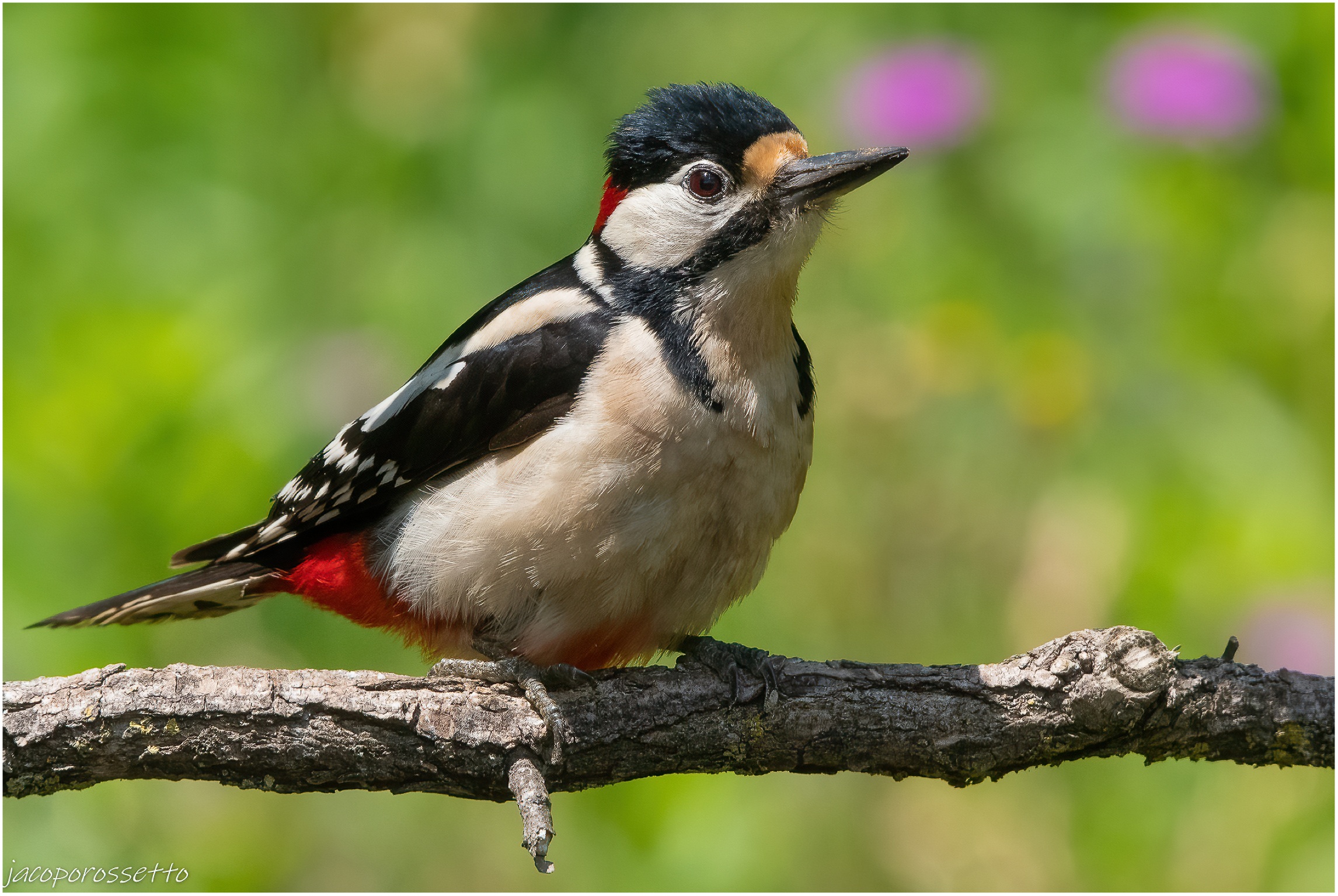 Picchio rosso maggiore