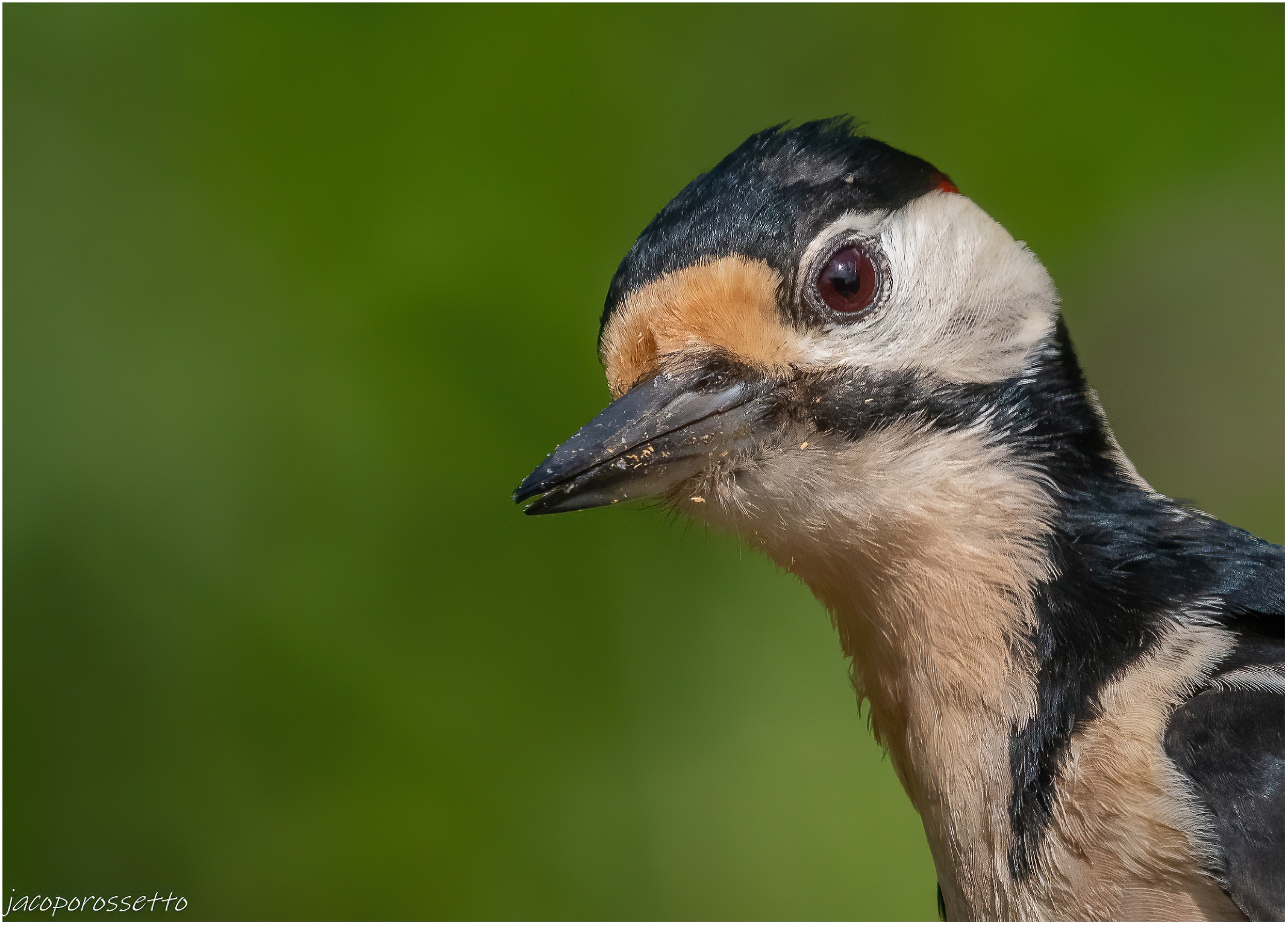 Picchio rosso maggiore