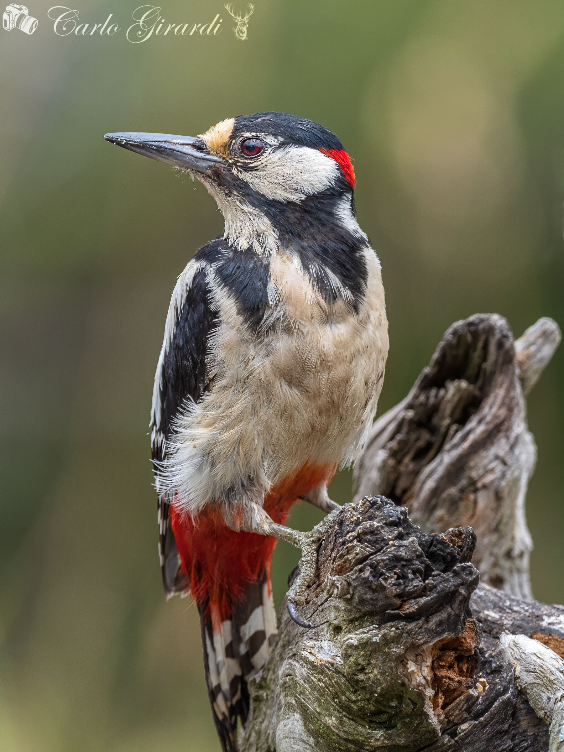 Picchio Rosso Maggiore