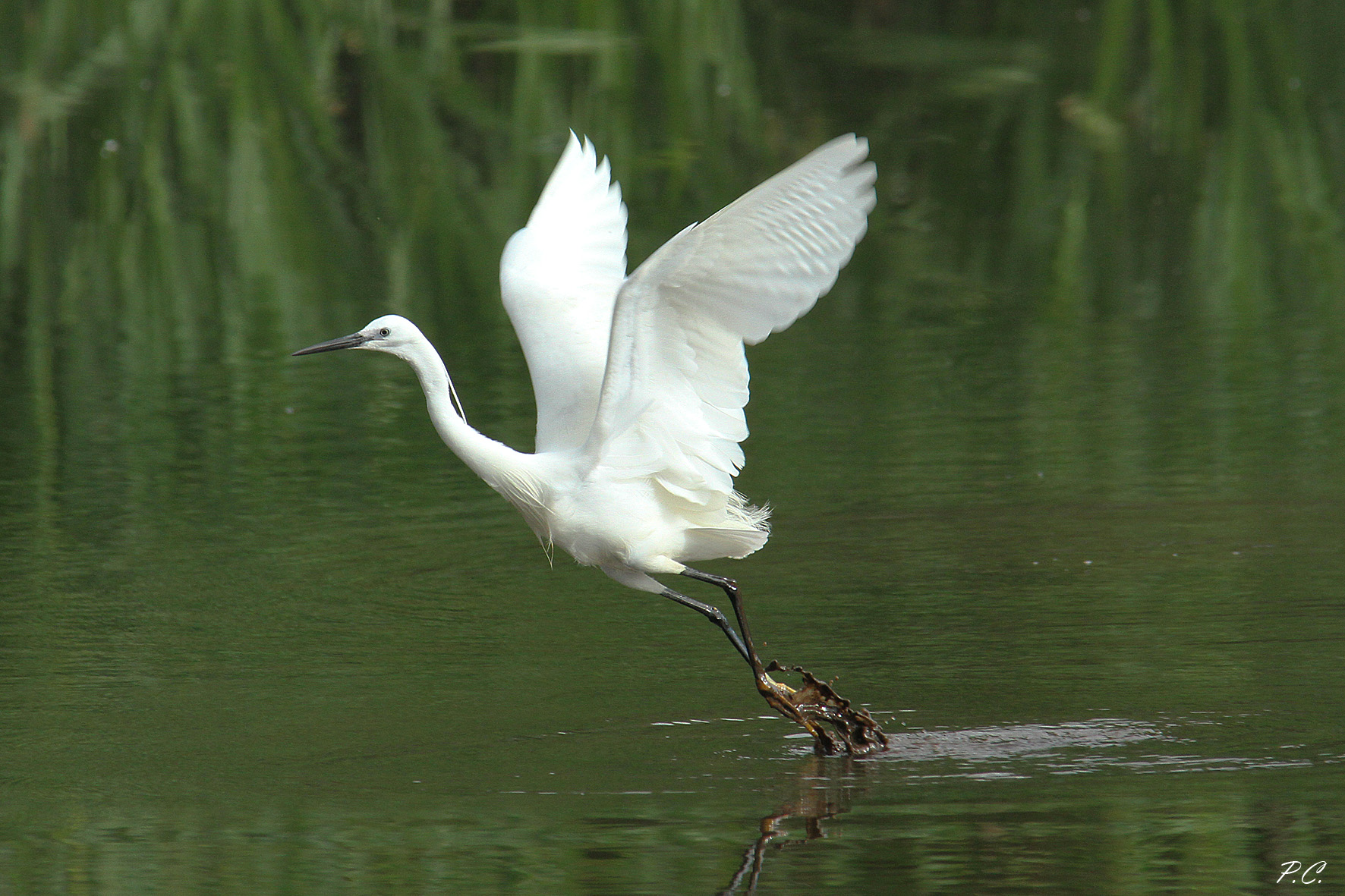 Egrets emerging from the mud