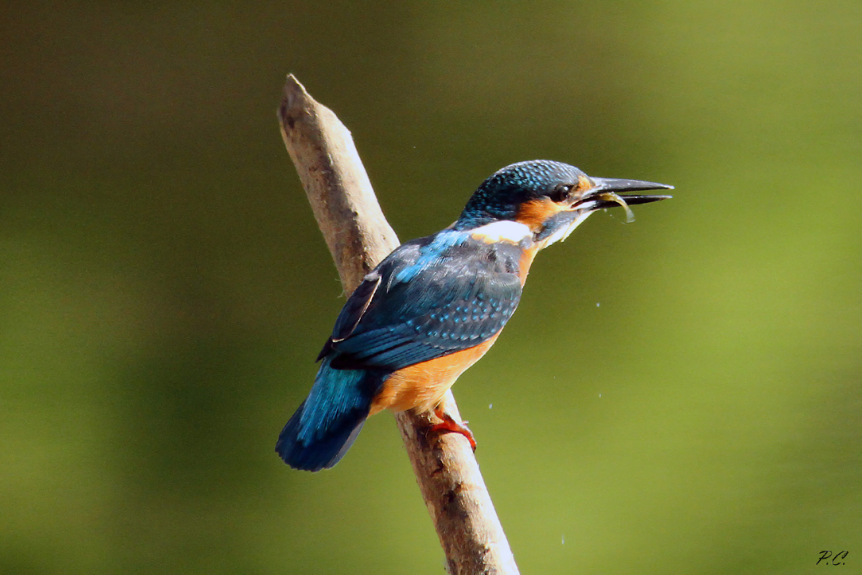l' ultimo battito di coda