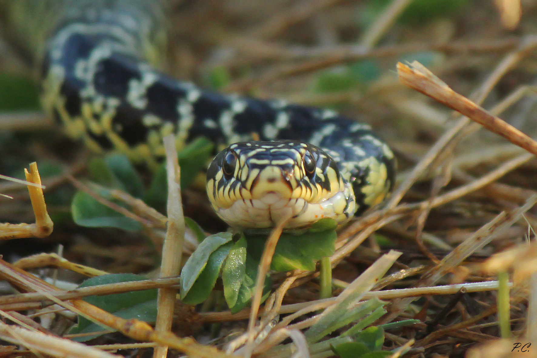 A tu per tu col biacco