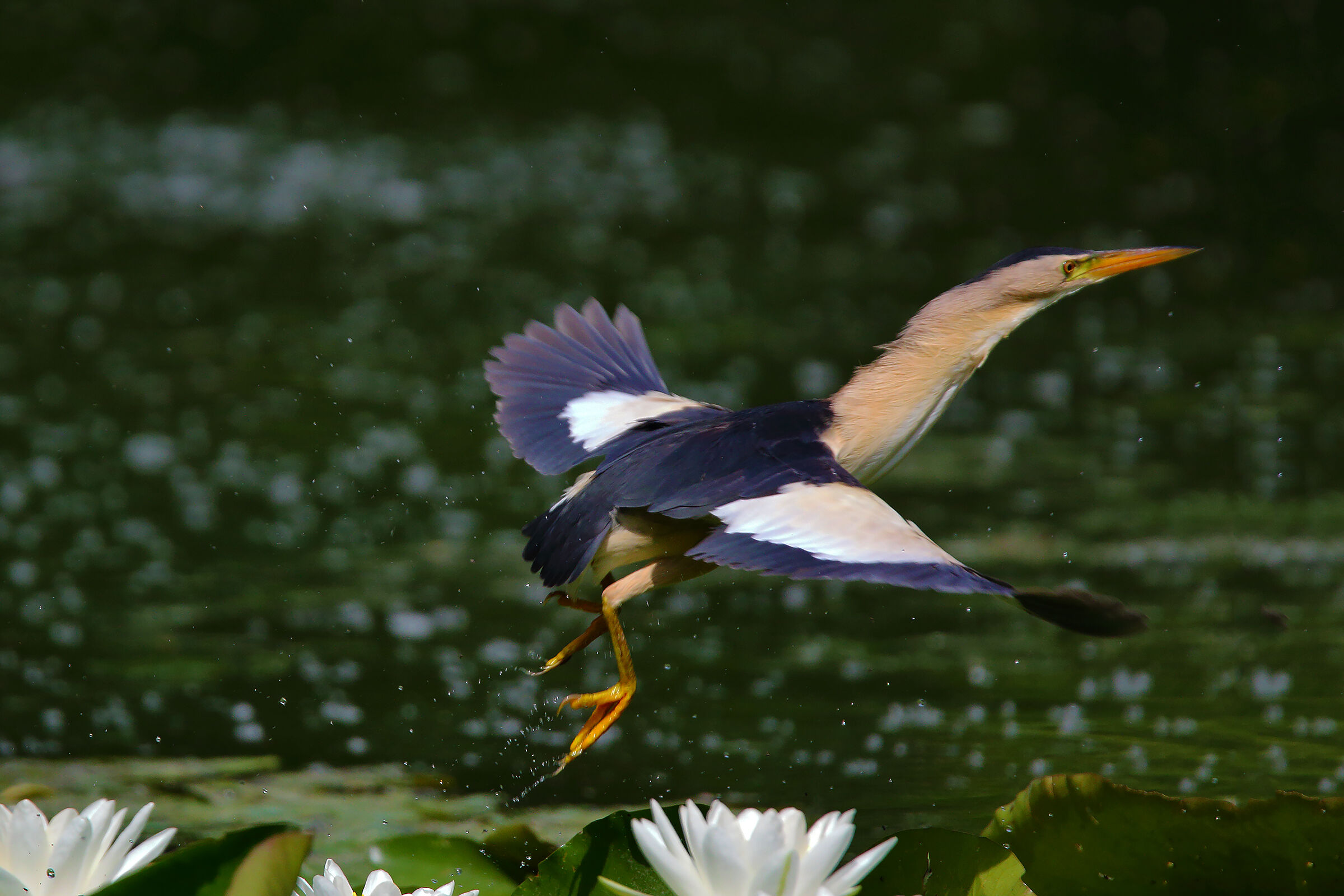 the flight of the tarabusino
