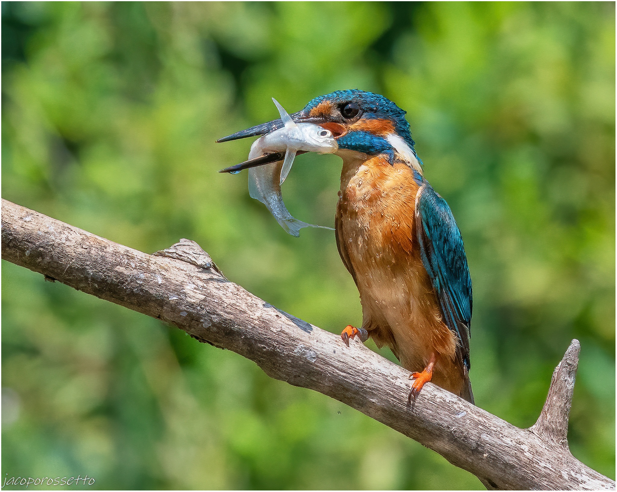 Kingfisher