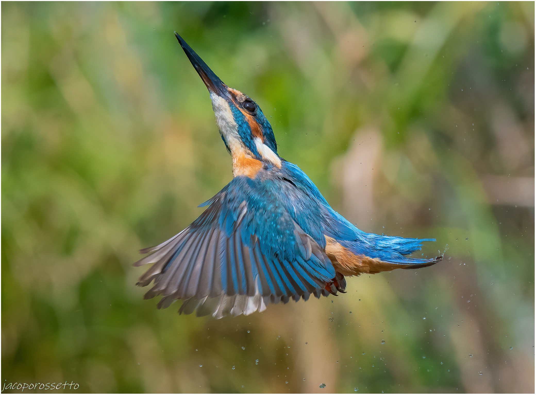 Kingfisher