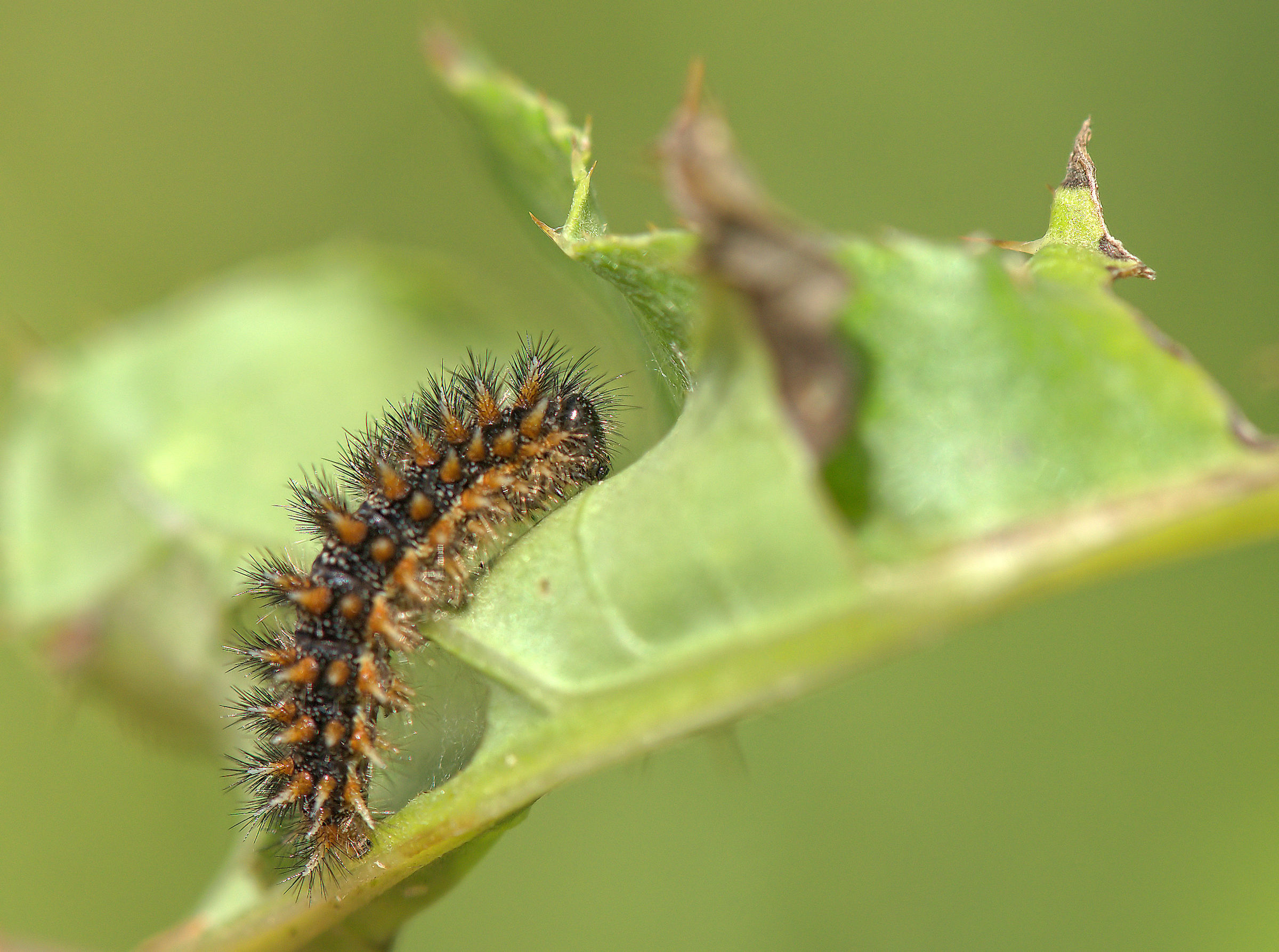 Melitaea caterpillar