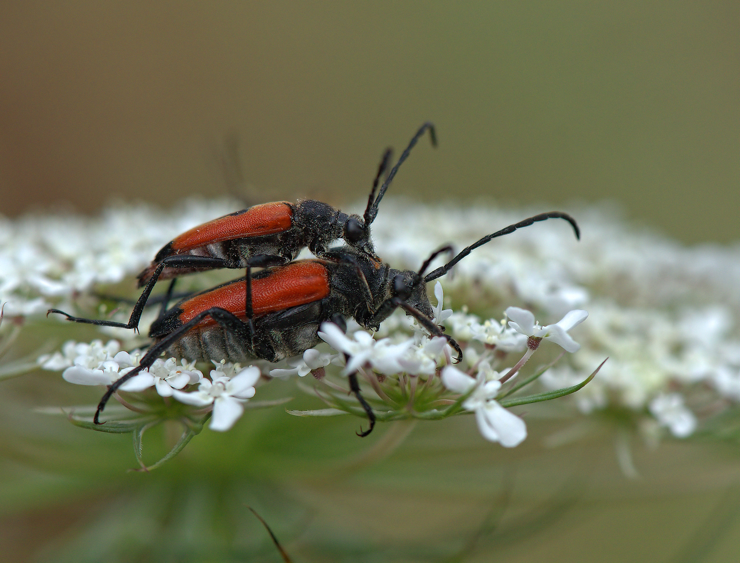 Bloody anastrangalia