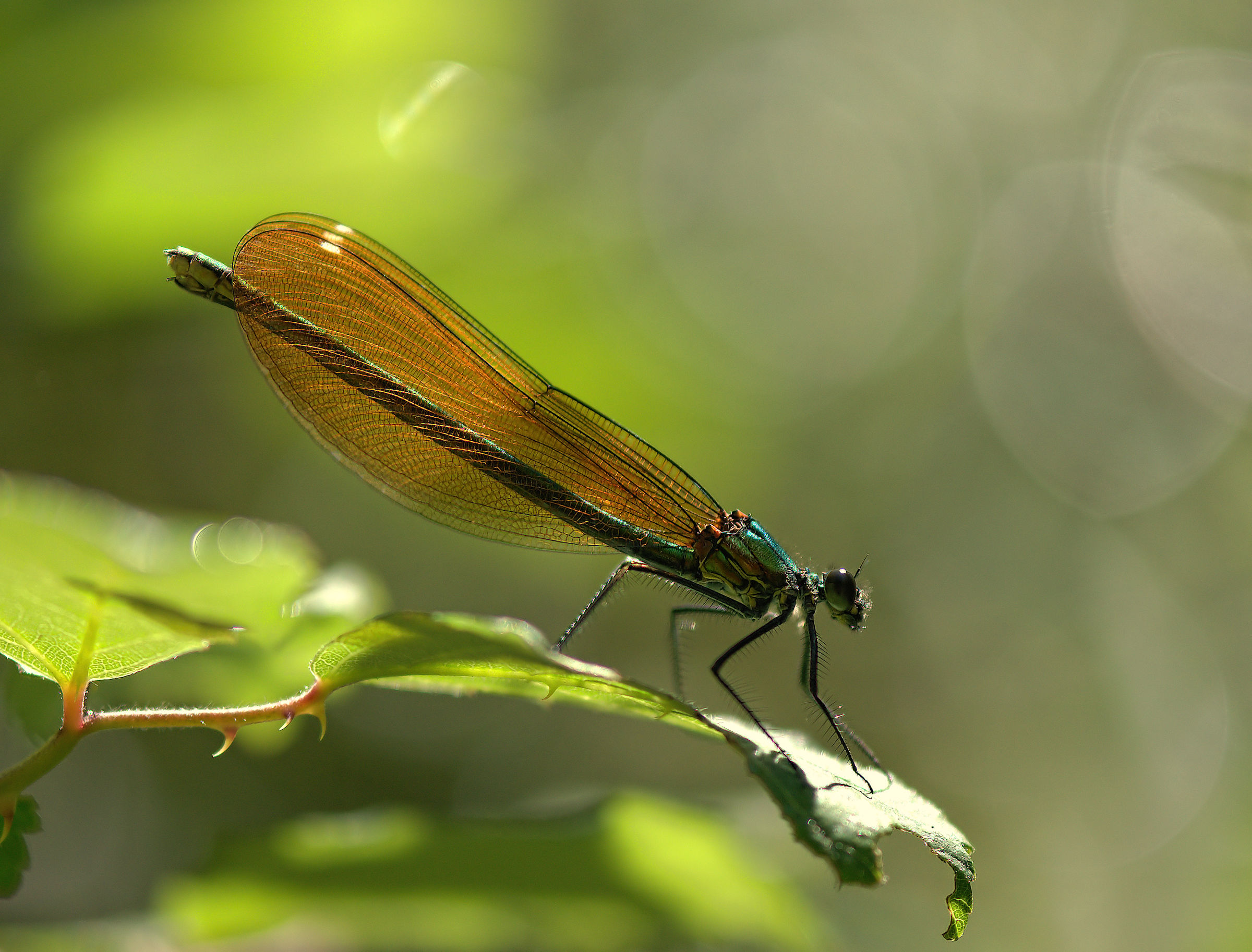 calopteryx splendens