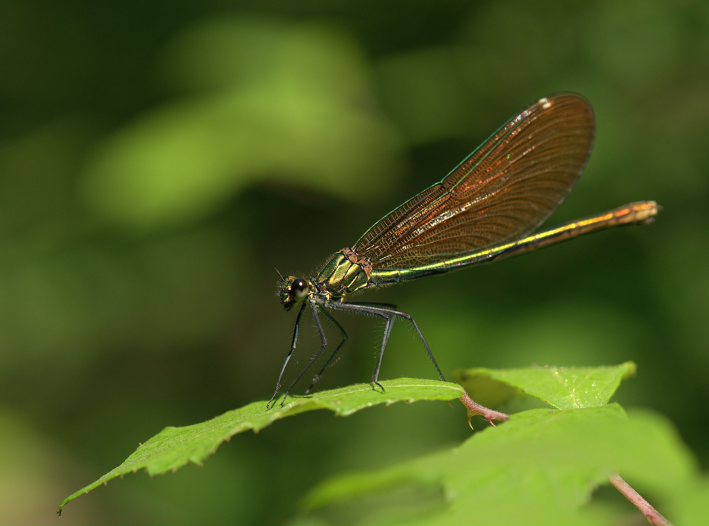 calopteryx splendens