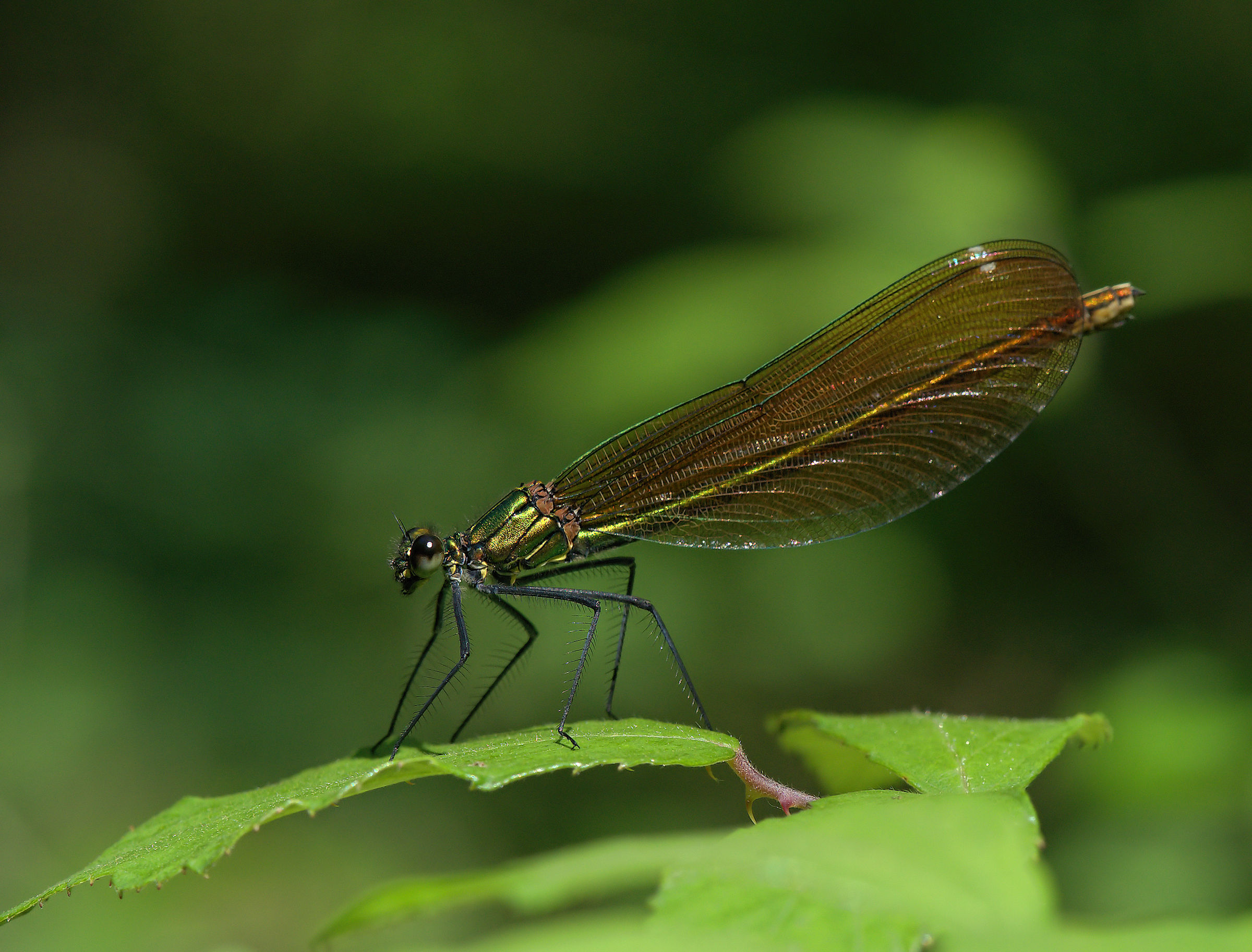 calopteryx splendens