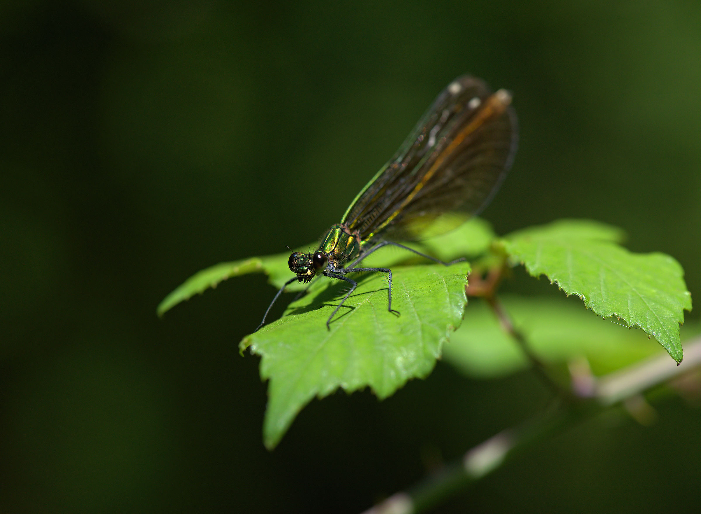 calopteryx splendens
