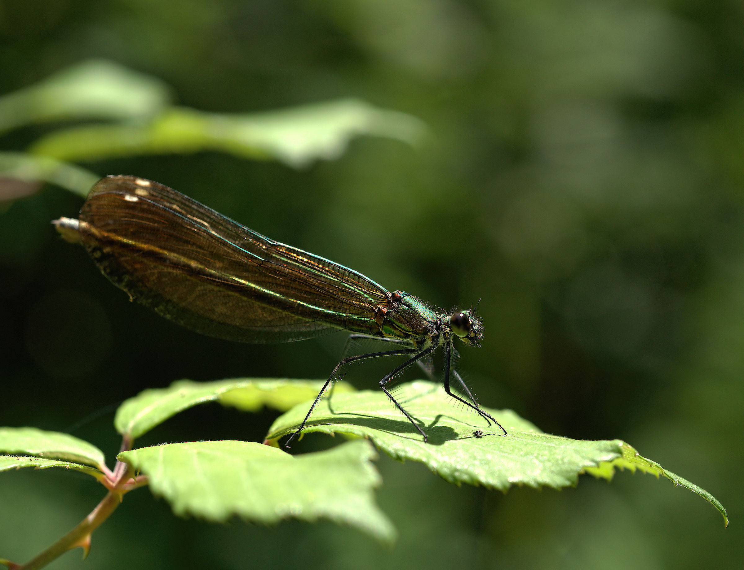 calopteryx splendens