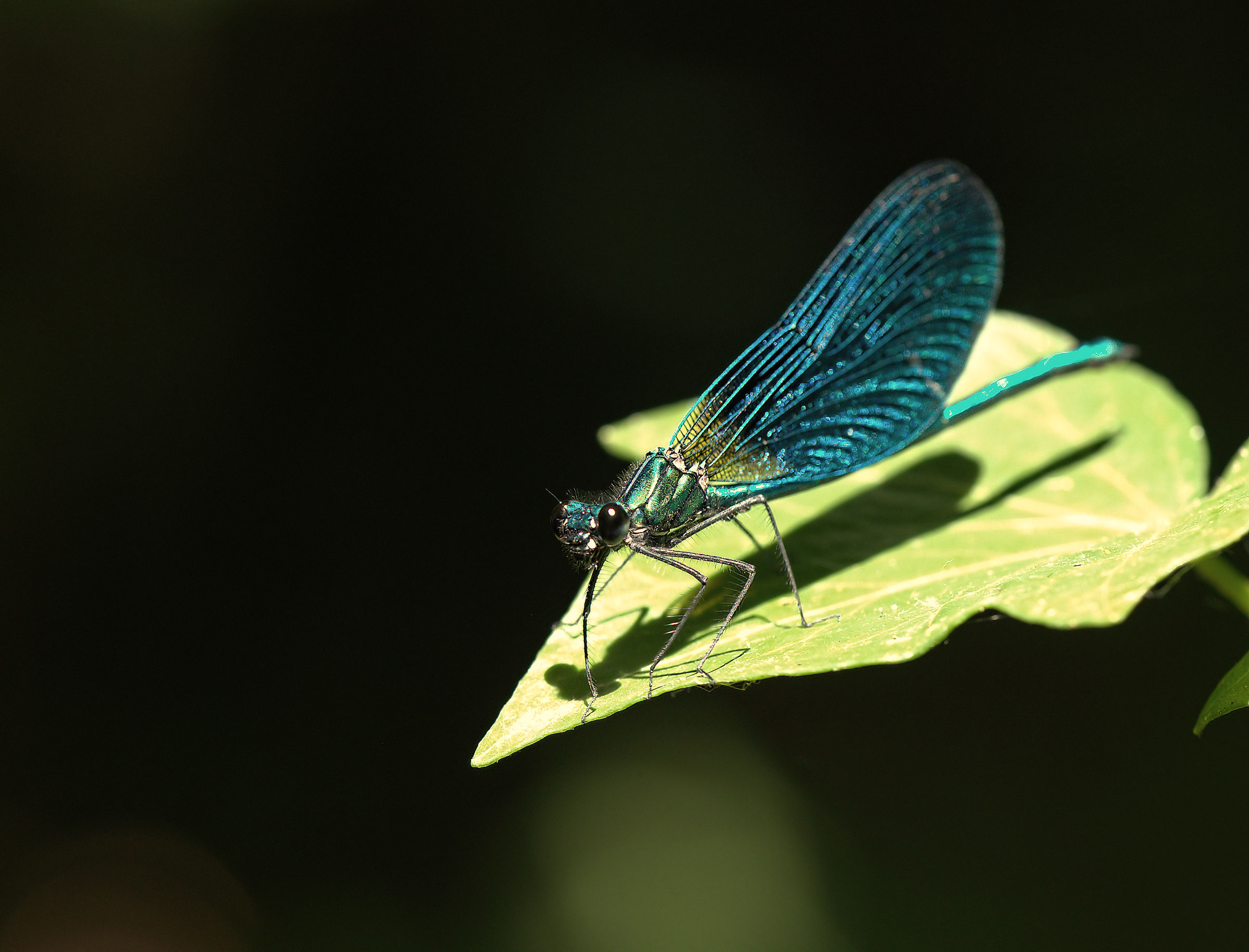 calopteryx virgo