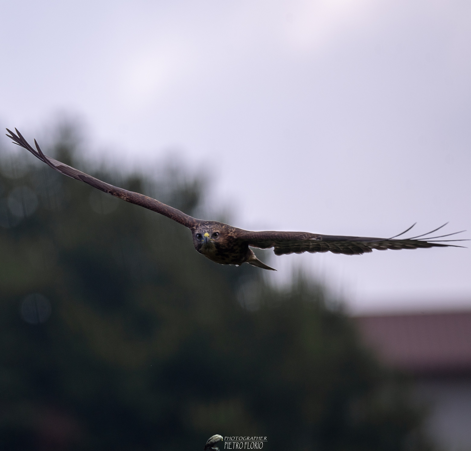 una poiana al mattino