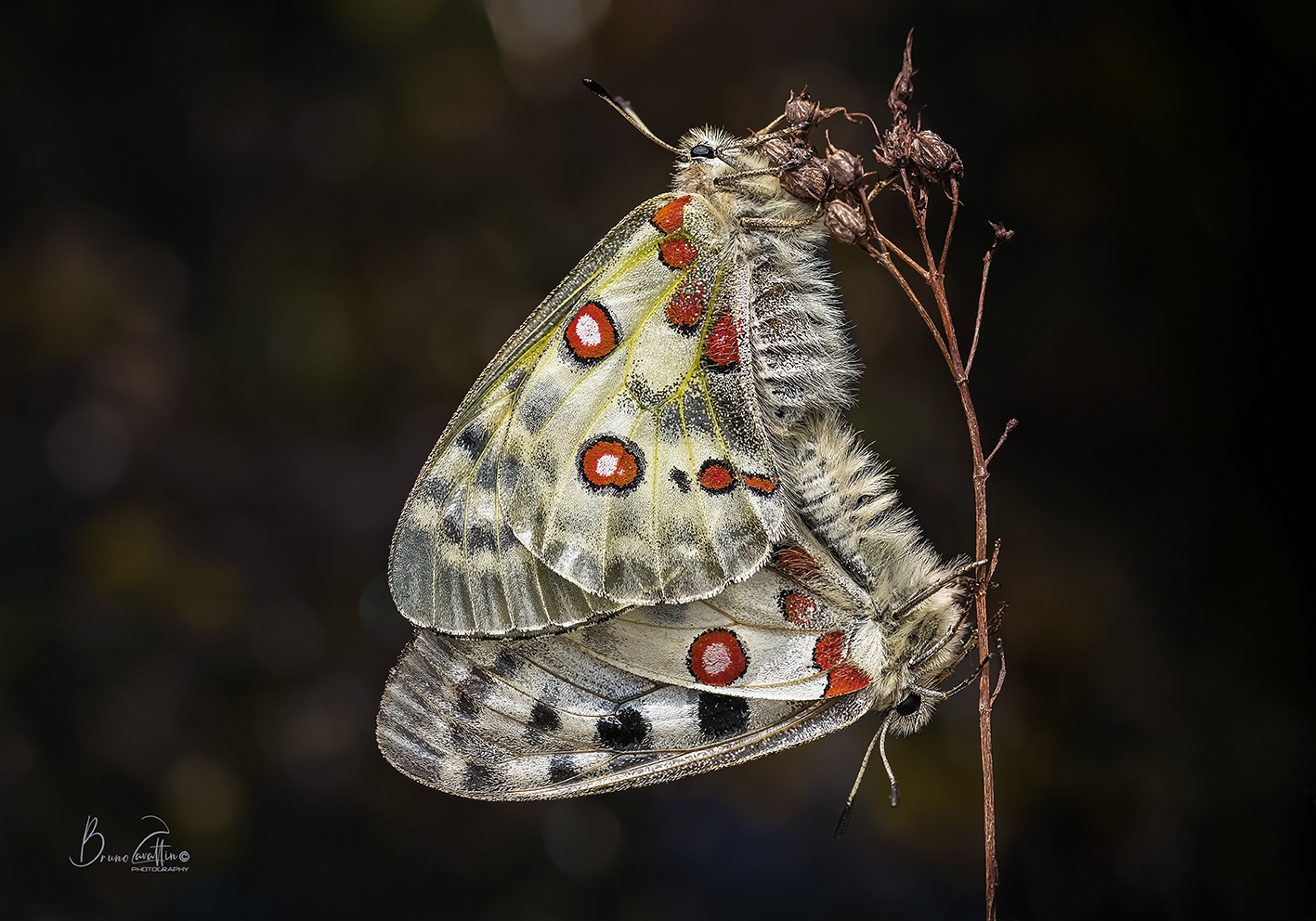 Parnassius apollo