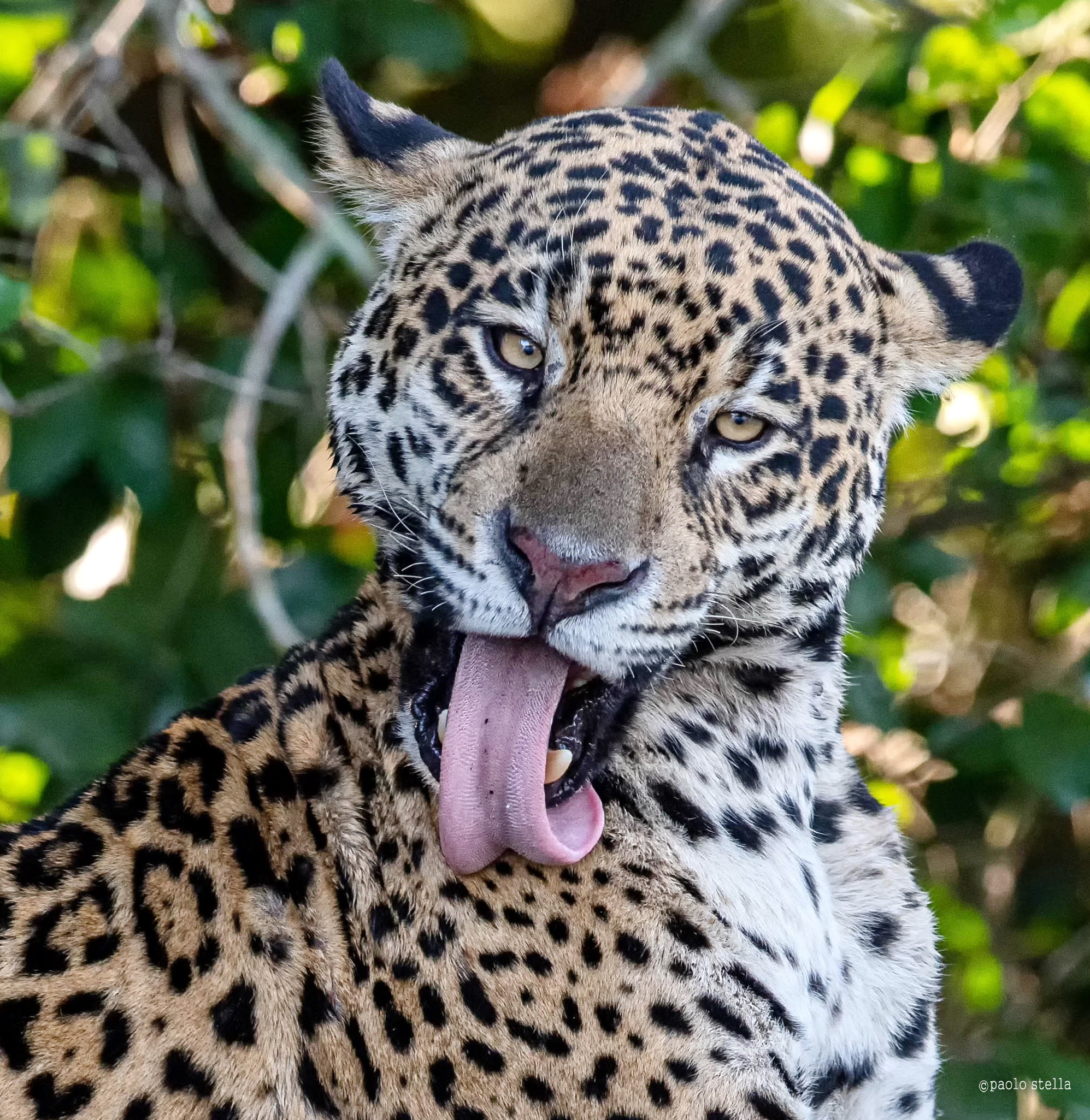 le pulizie del gattone