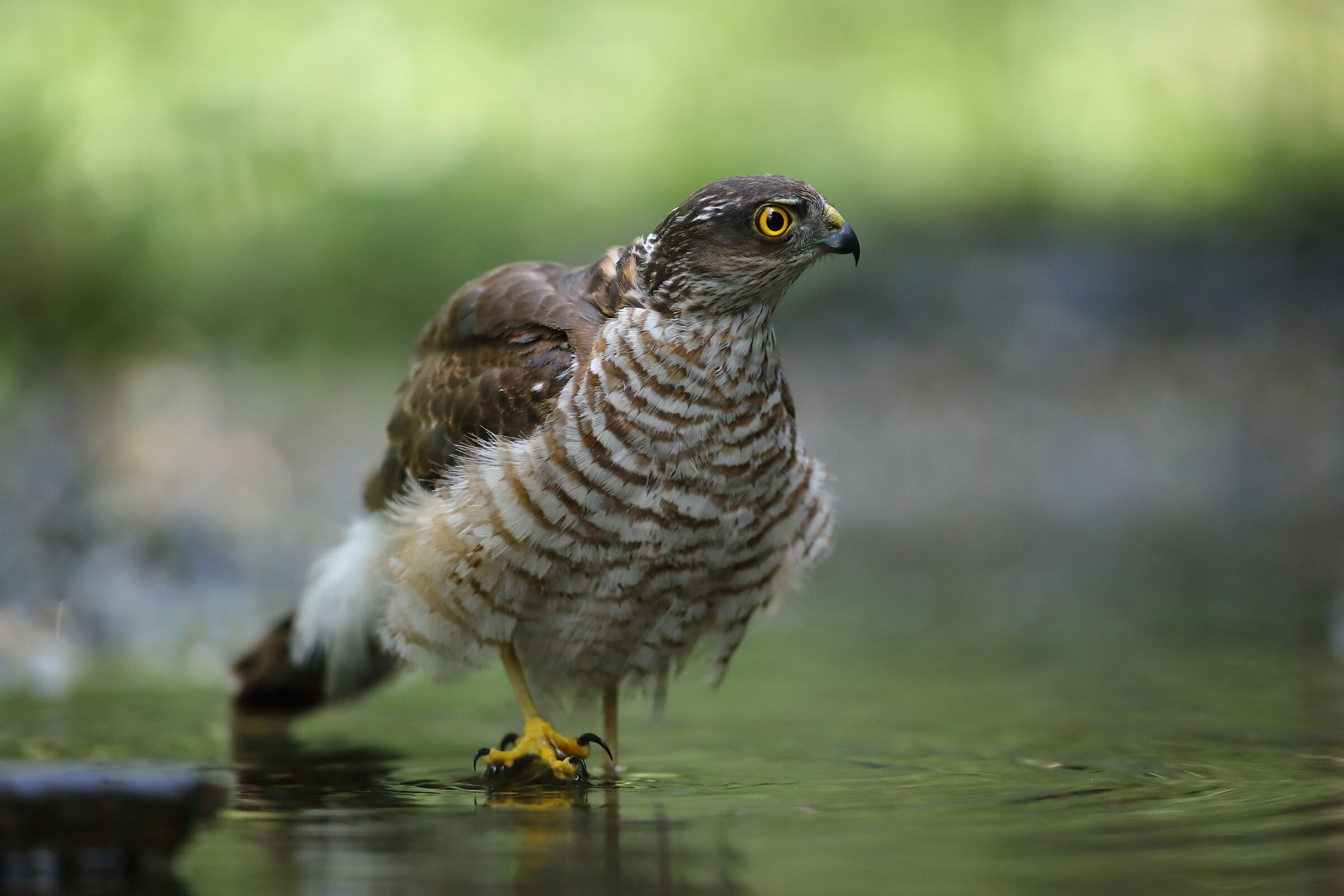 Male sparrowhawk