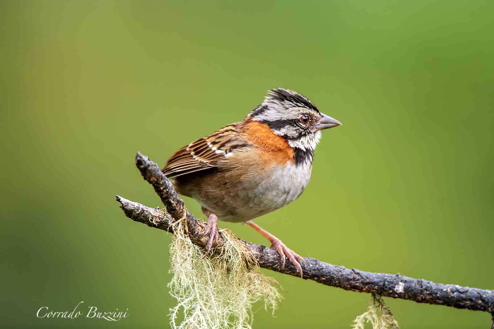 rufous collared sparrow