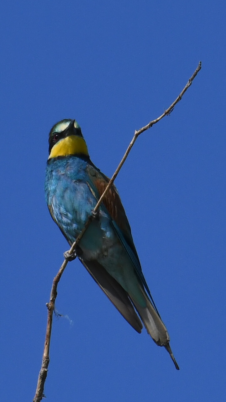 Bee-eater