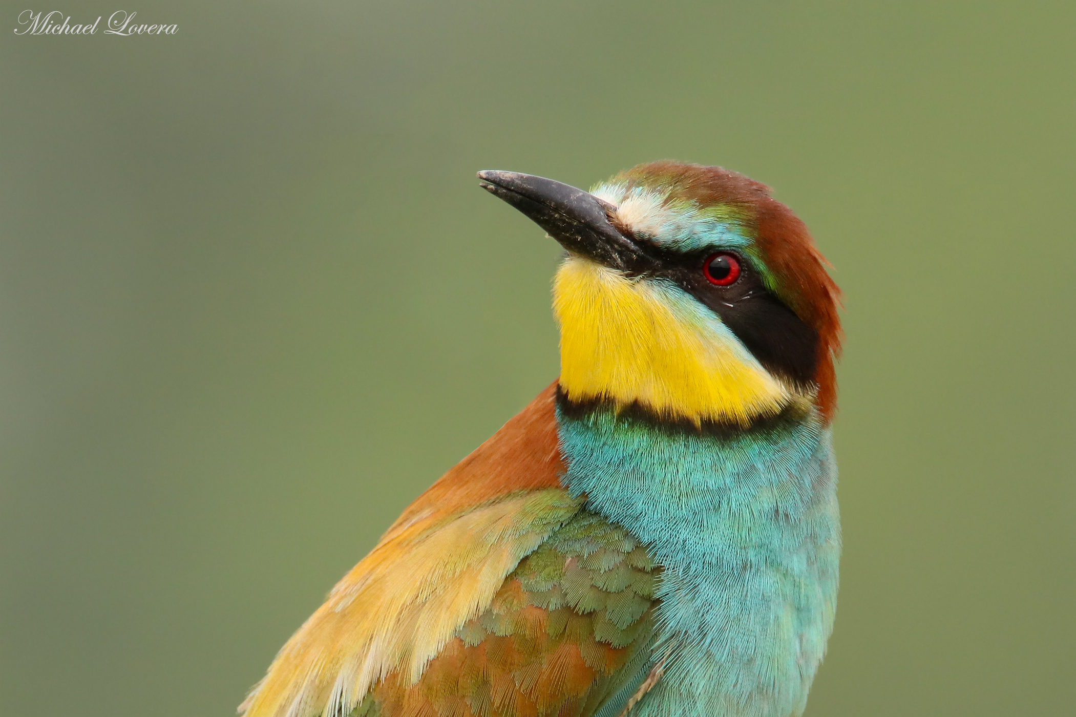 Bee-eater