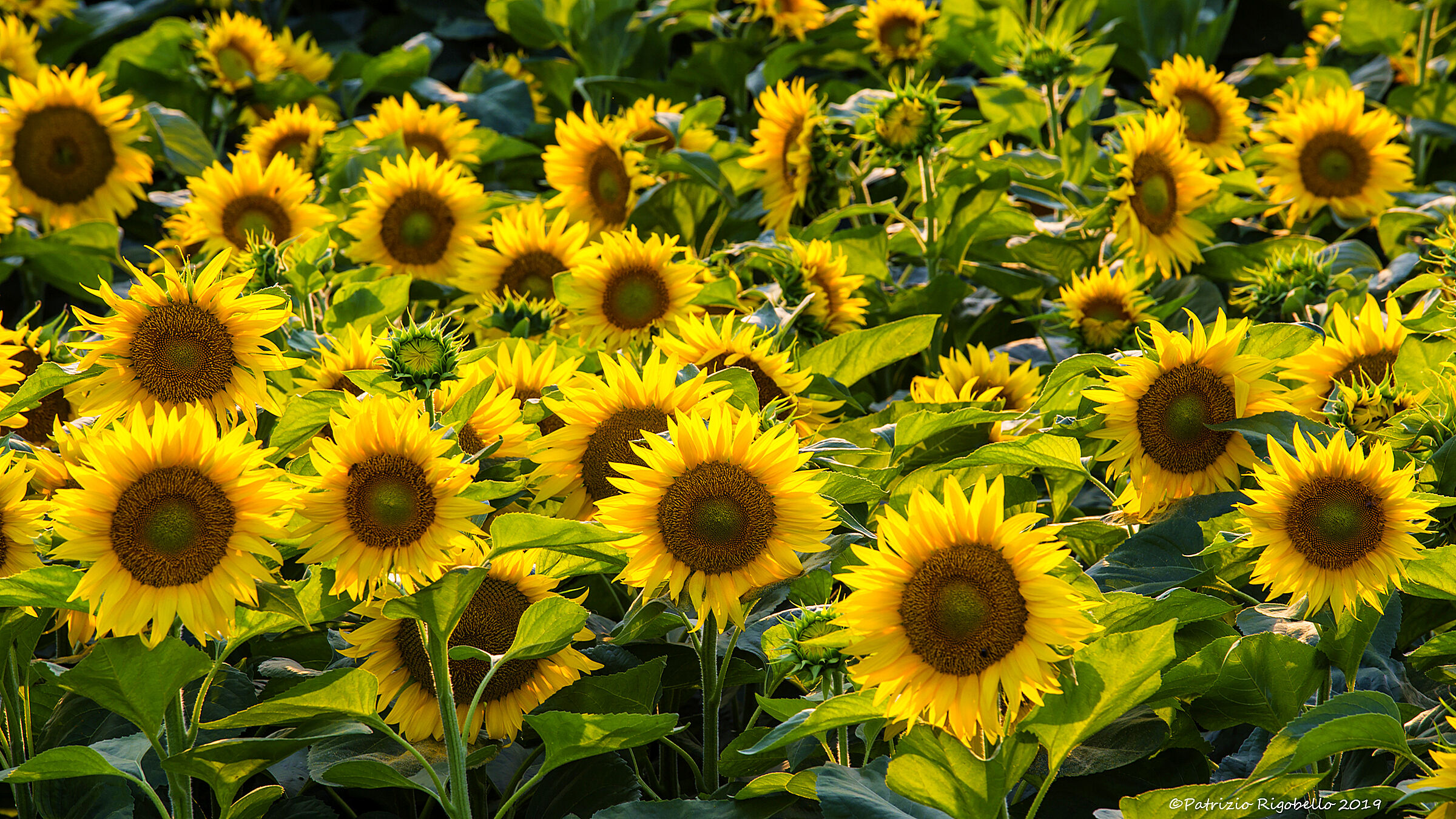 July 14th - the smile of colors