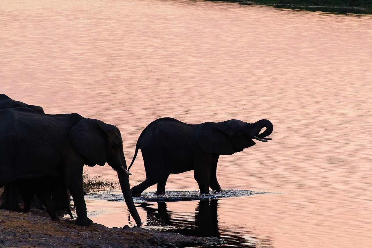 elephants at sunset chobe