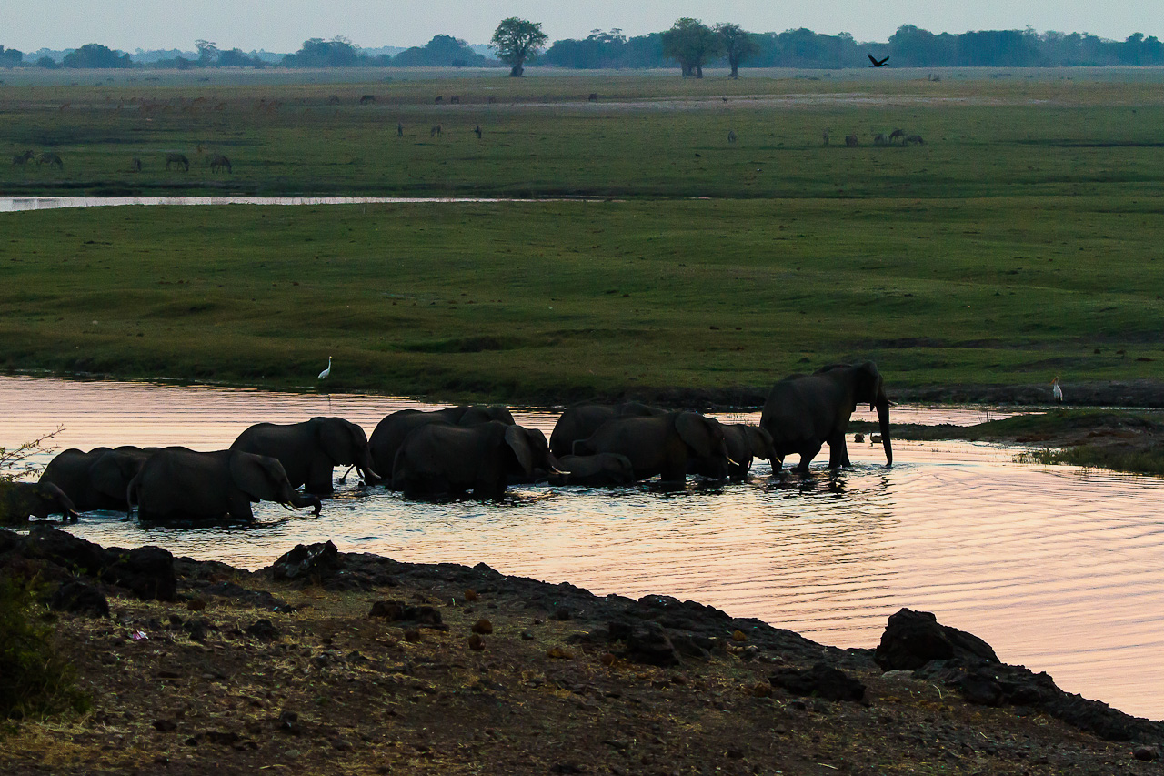 elephants crossing whater