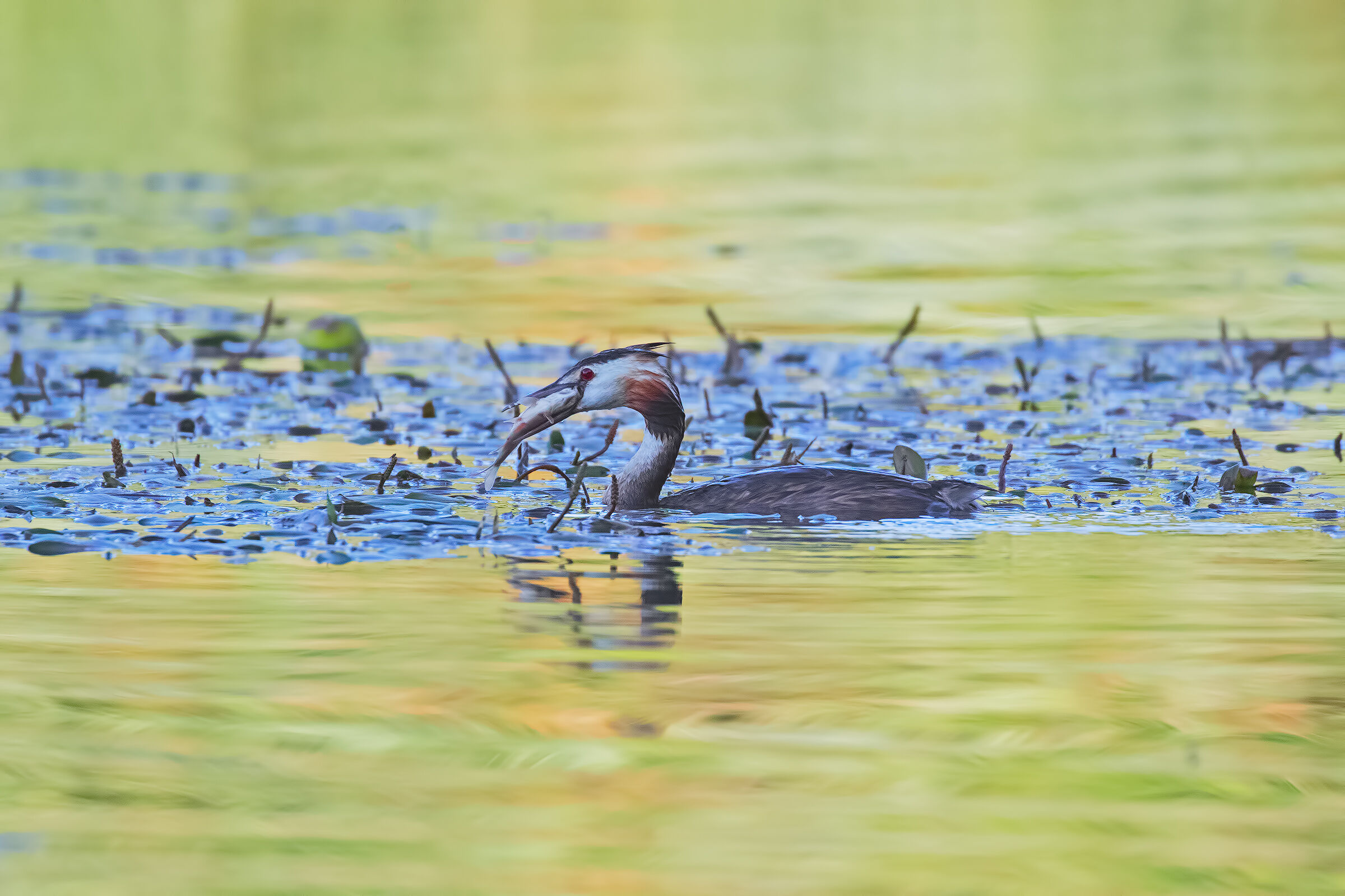 Greater Vassal with Prey