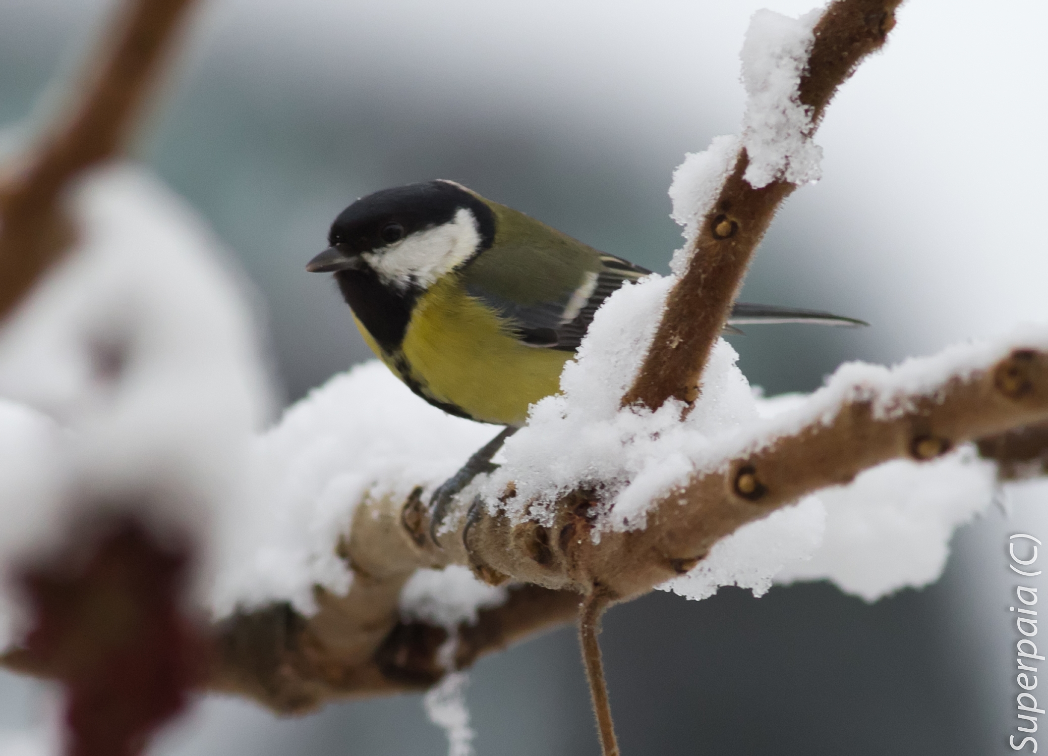 Great Tit